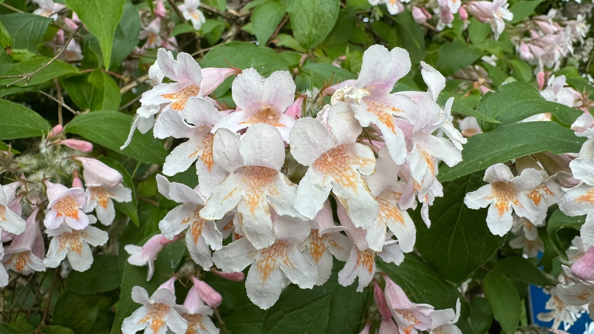 Some local flowers.  