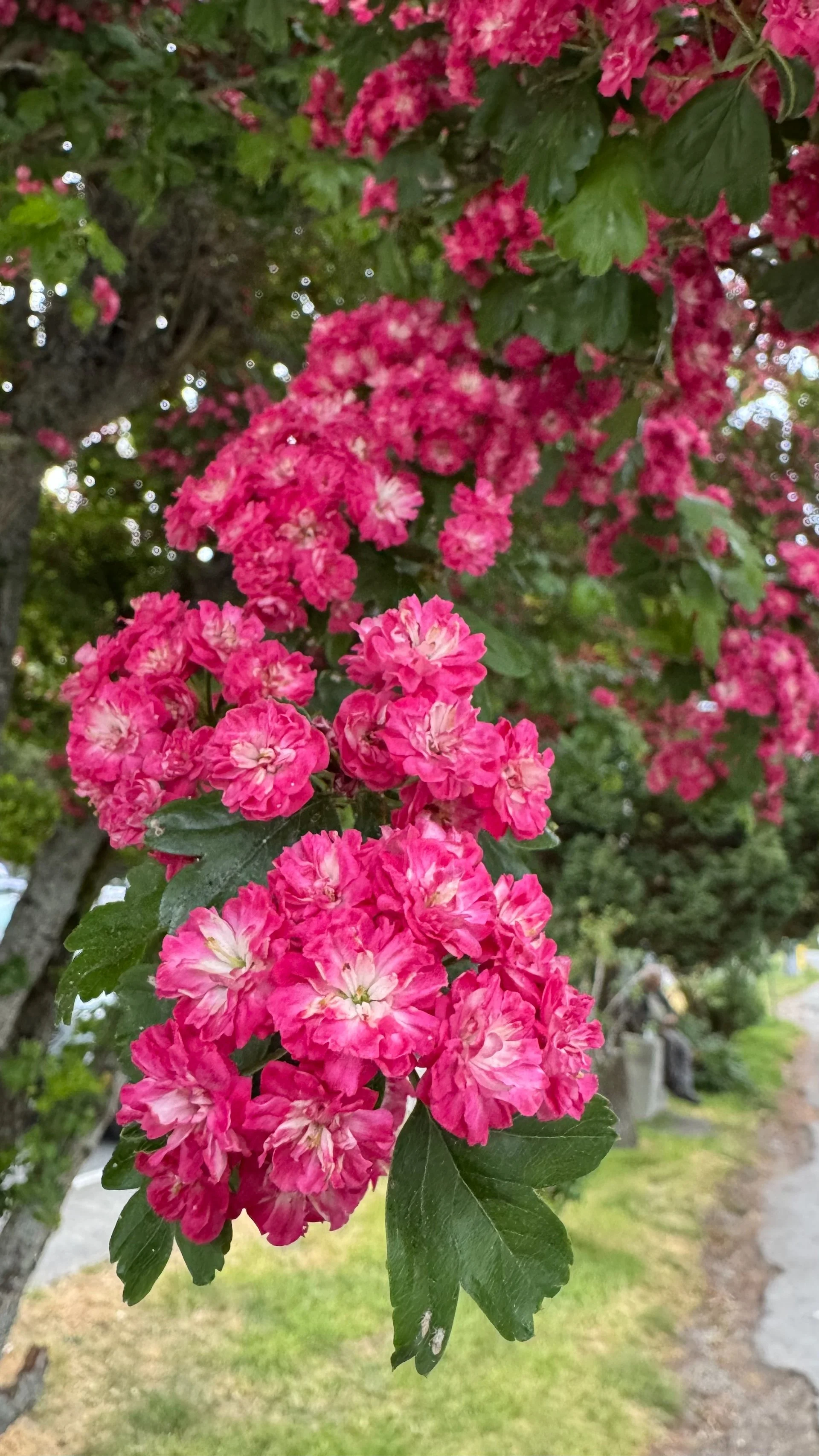  There’s a spectacular English Hawthorn at the ferry terminal in Sturdies Bay that always has the most amazing blossoms in the spring.  