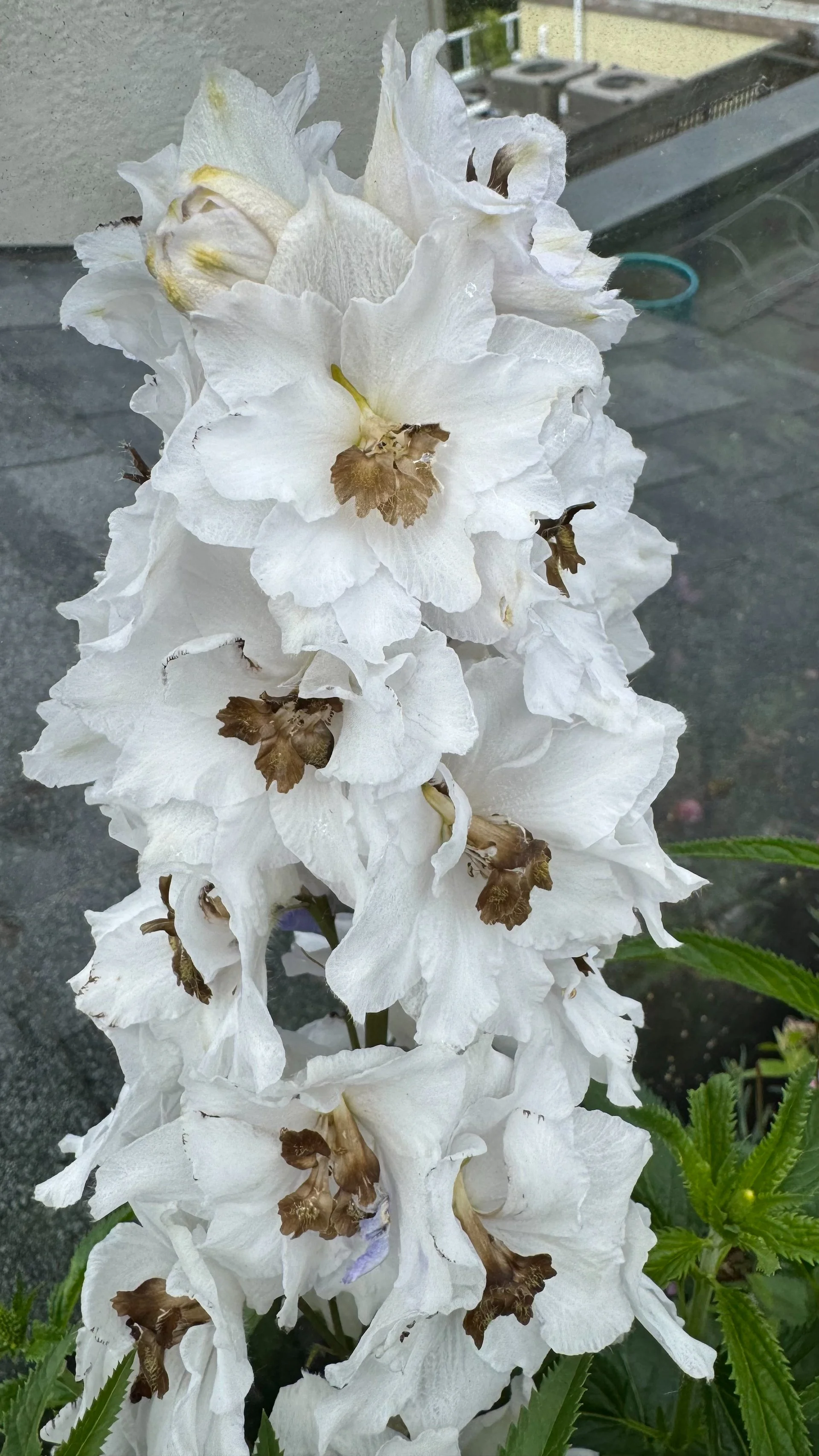  These flowers we planted last year. I’m not sure I expected them to come back but they’re flowering already. 