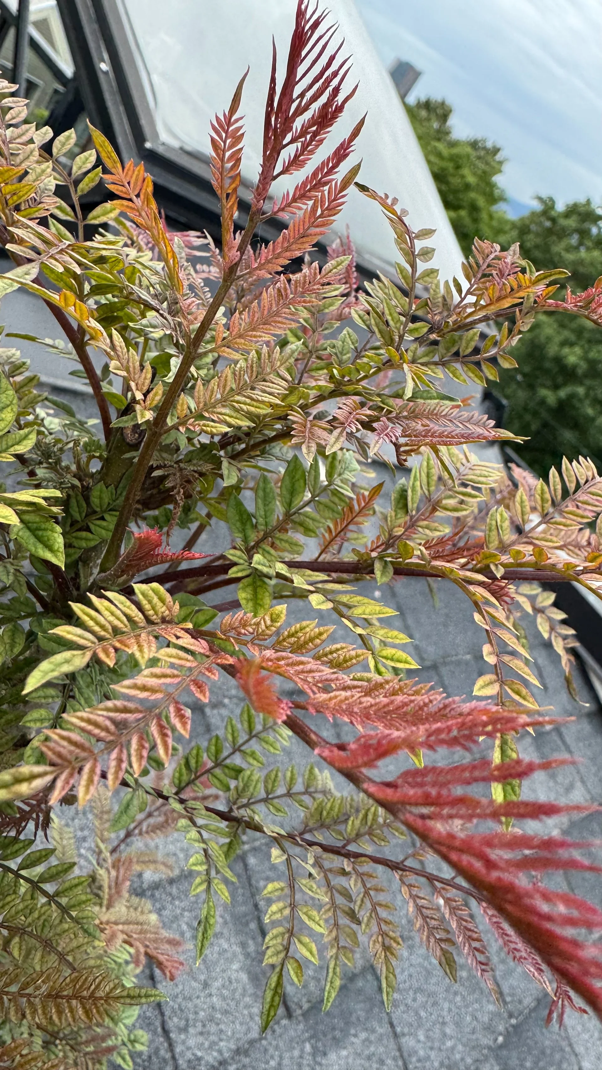  I was really worried about the jacarandas (they are subtropical) but they have bounced back OK. 