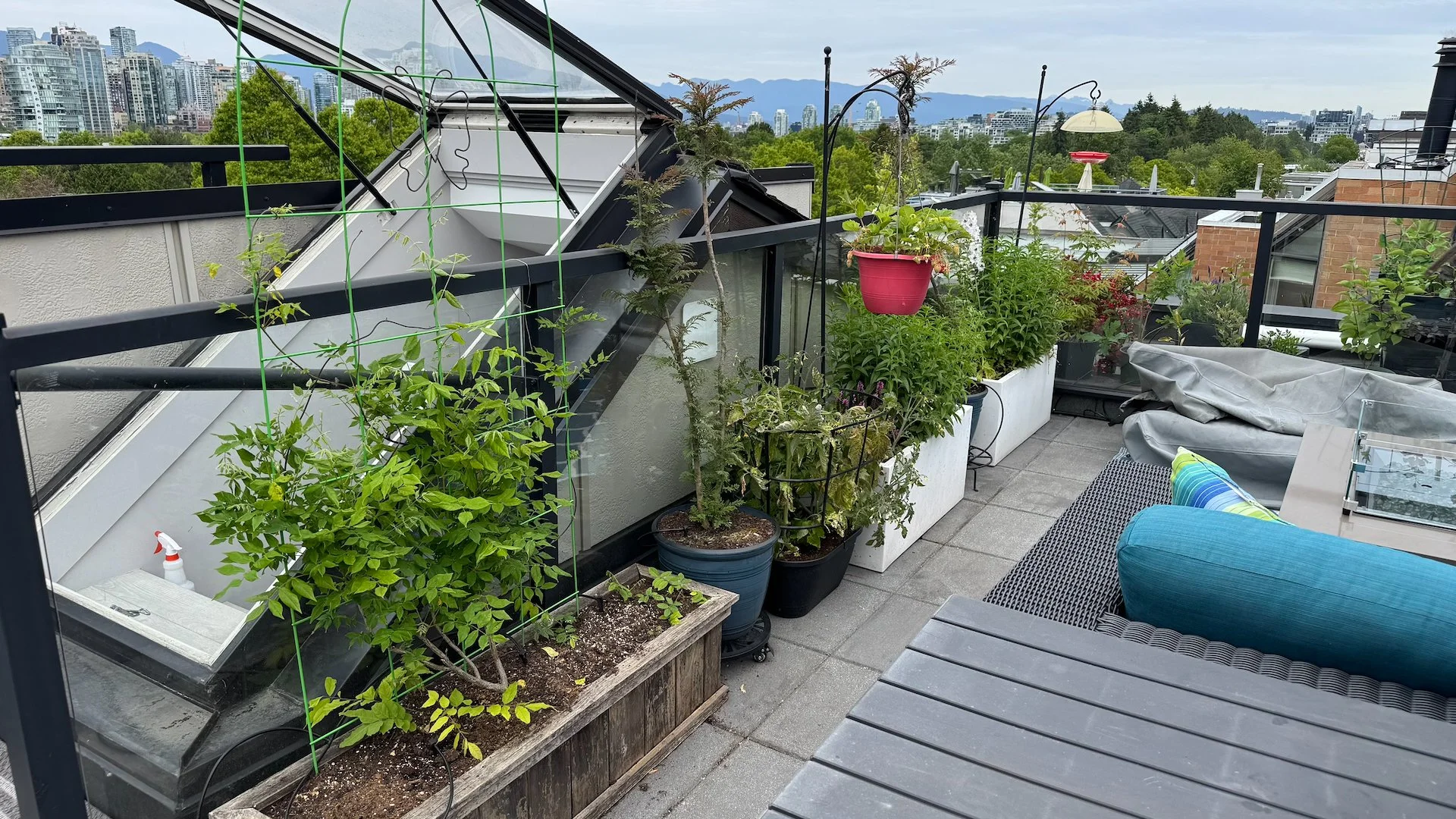  The new wisteria is also doing well! 