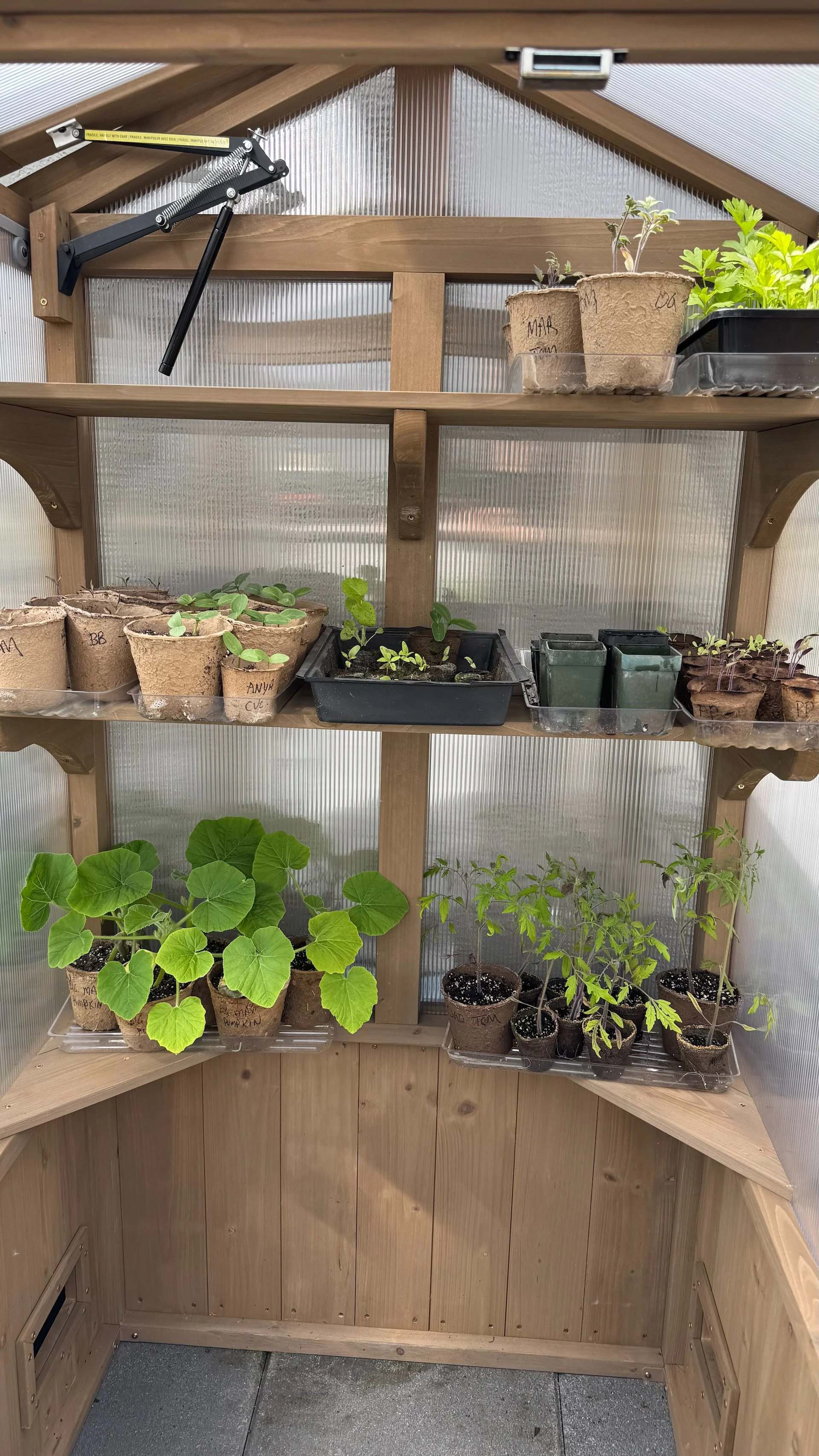  The greenhouse has really worked out well. I’ve been able to start lots of plants for the garden on the island.  