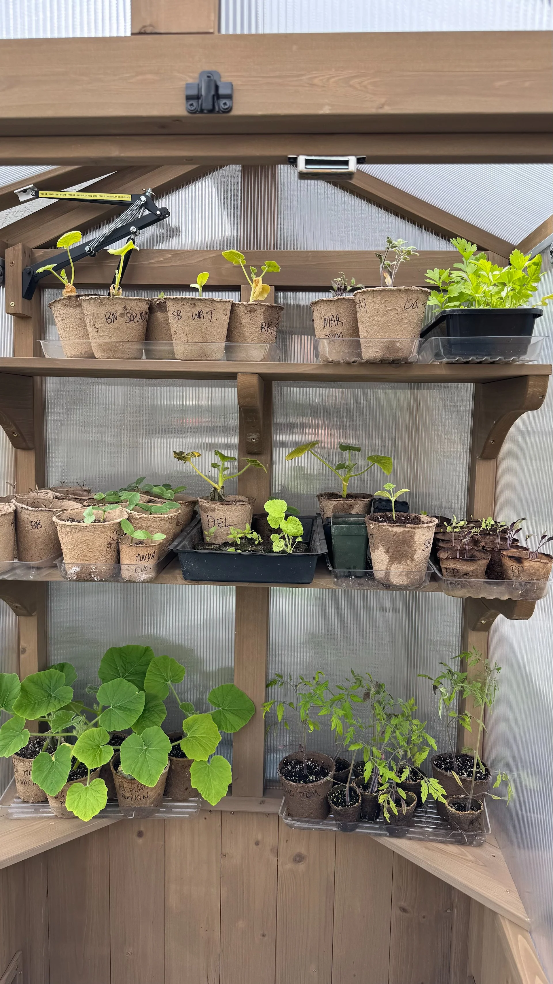  Squash, tomatoes, cucumbers - lot’s of good things going strong.  