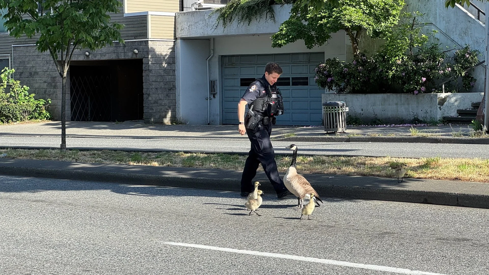  When they got to the side street the police officer stopped the car, got out and tried to coax them off the main street and onto our side street.  