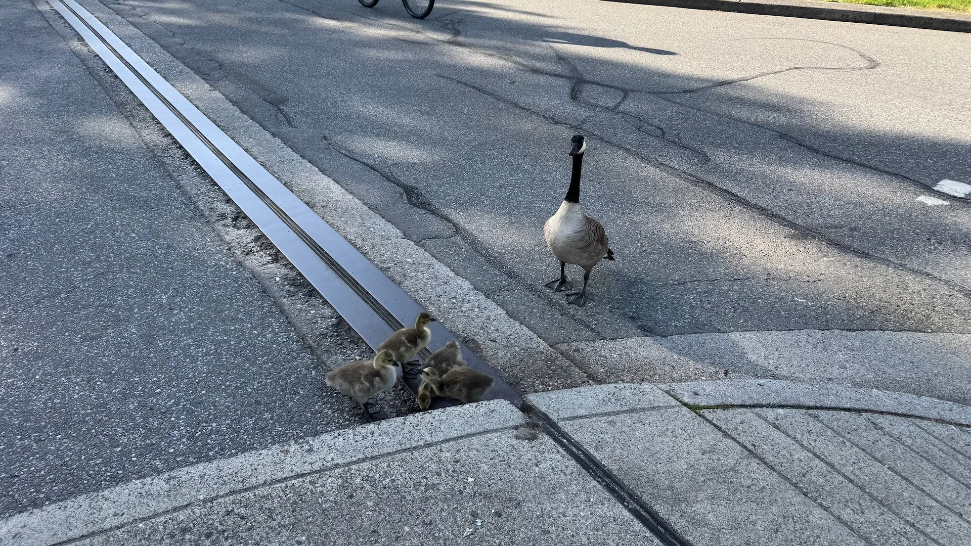  And then stopped on the road and started drinking from a puddle. 