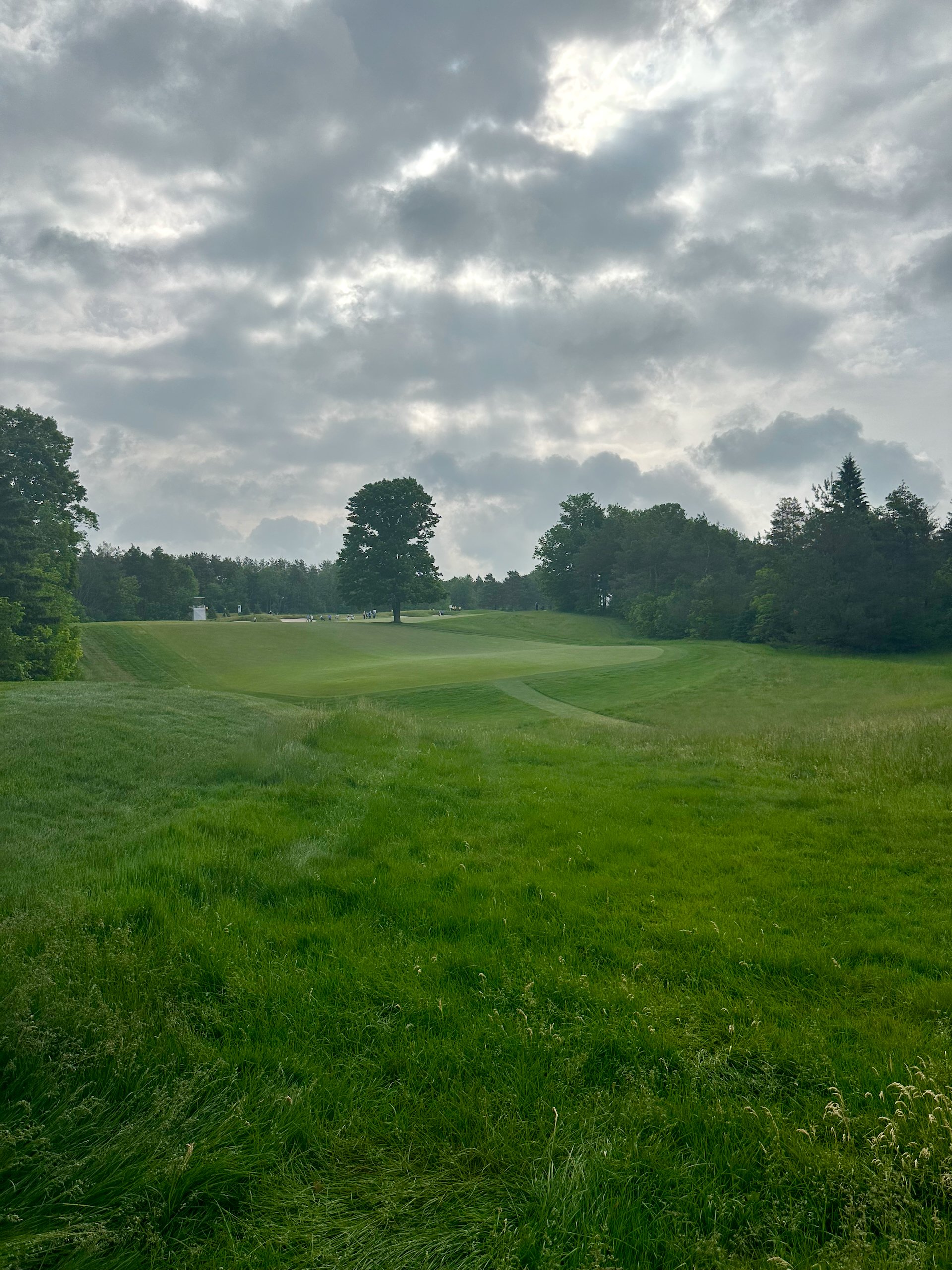  Looking from the 15th tee - the pros hit the ball over that tree! 