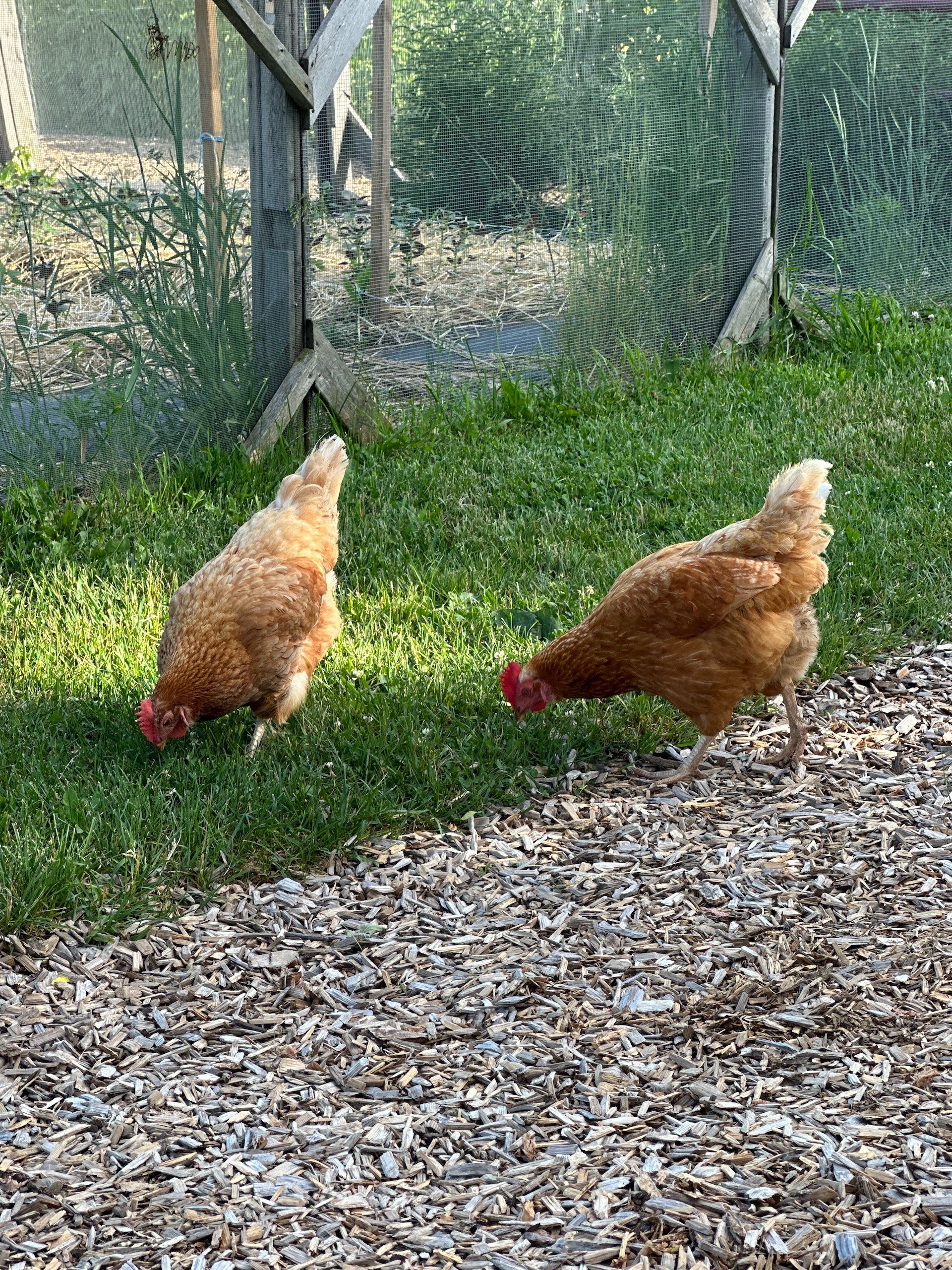  And they have free range chickens. 