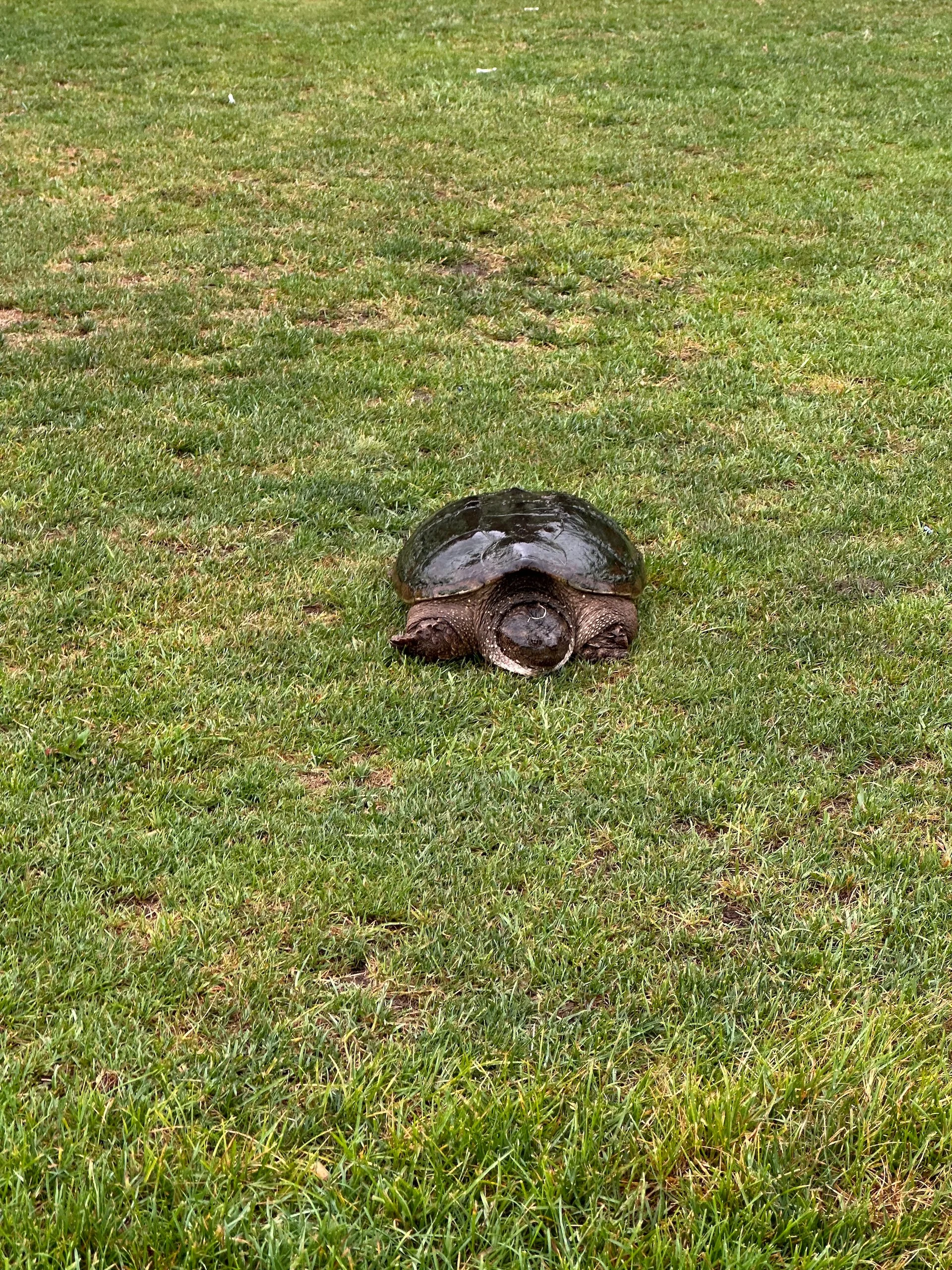  This girl was out on the tee box, looking for a place to lay her eggs. 
