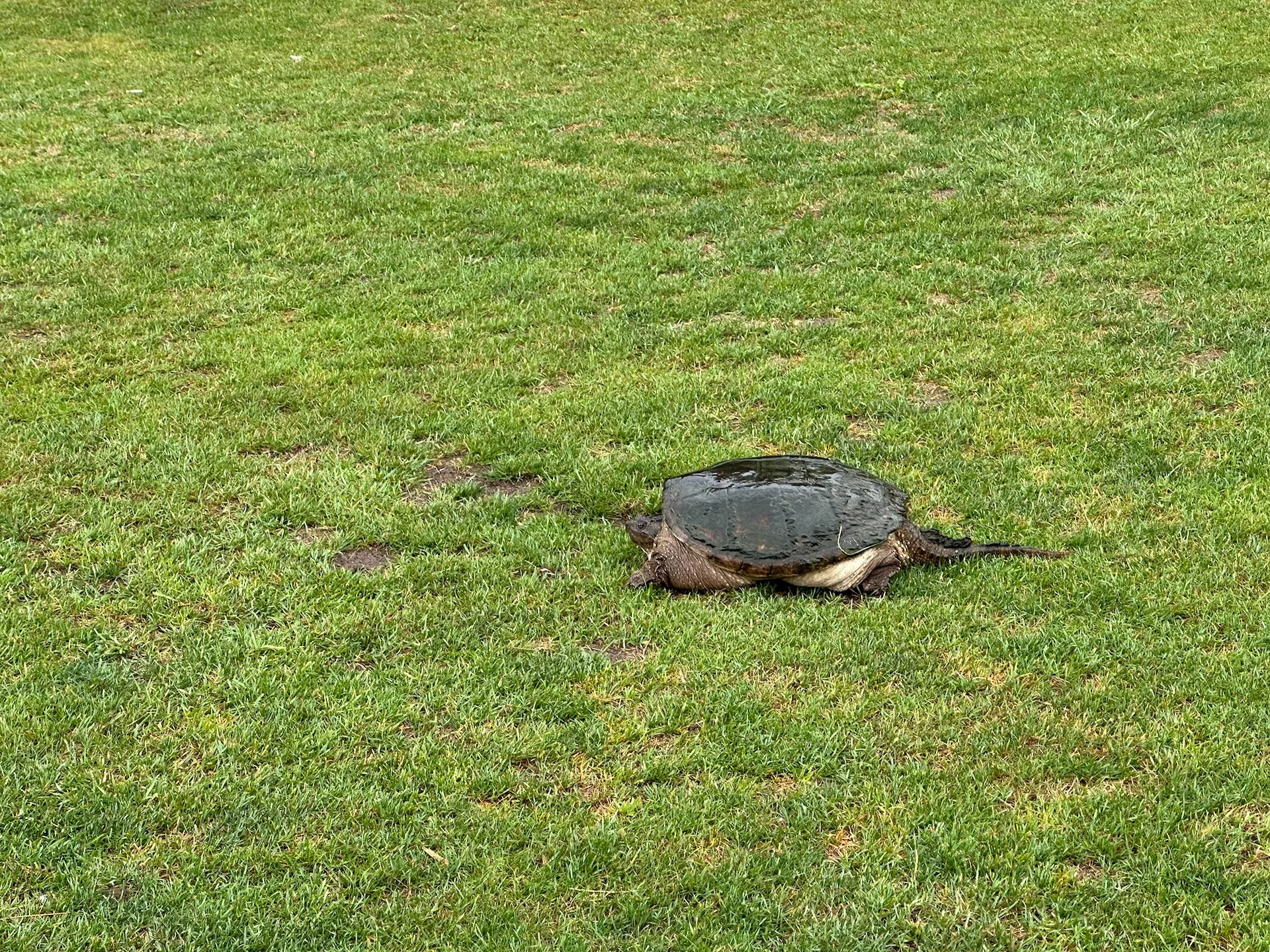  On the way to the course, I saw two snapping turtles out looking for places to lay their eggs. It’s not something you see every day, but I guess the timing was right and maybe the rain was drawing them out?  