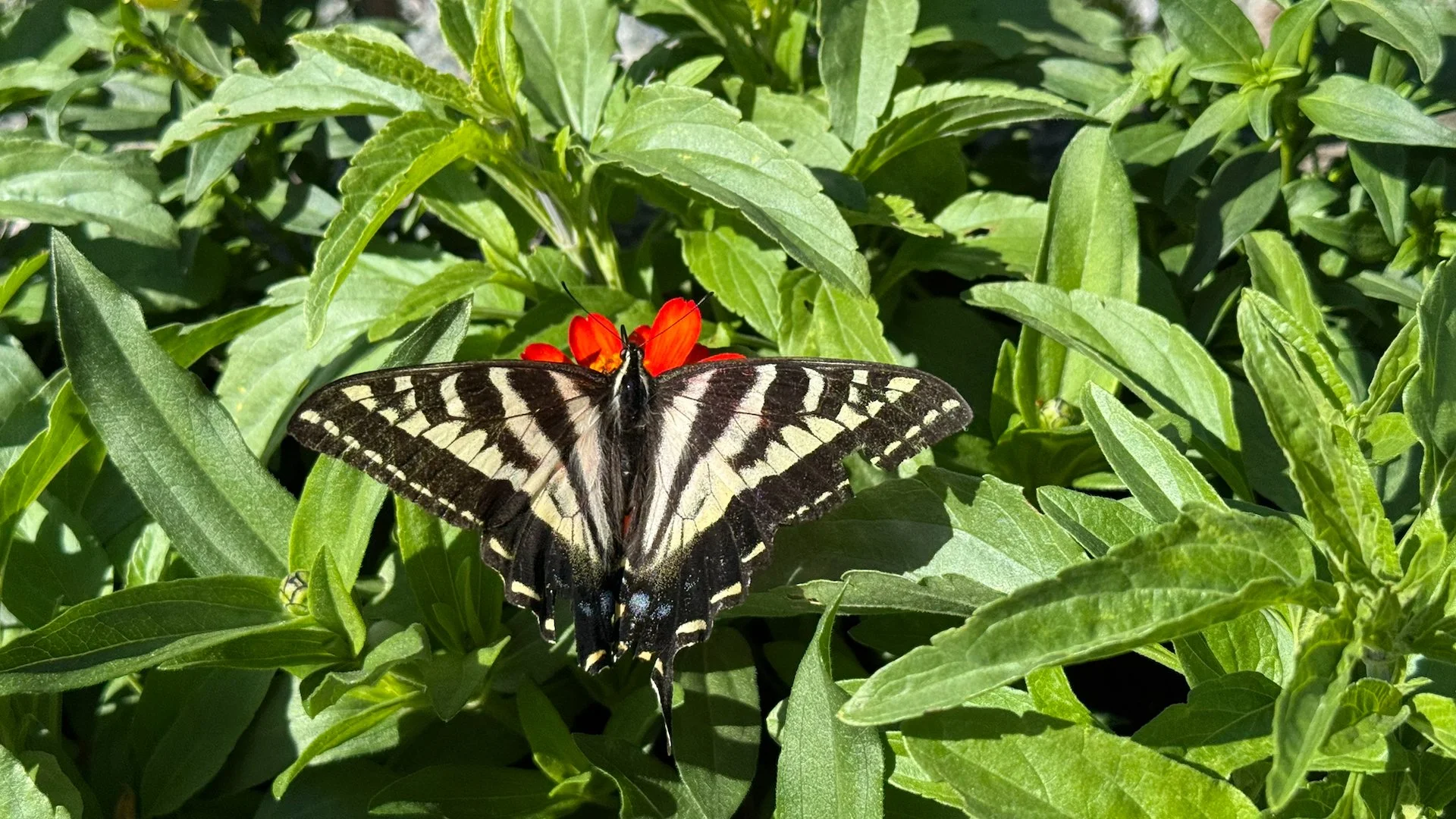  Butterflies in the backyard. 