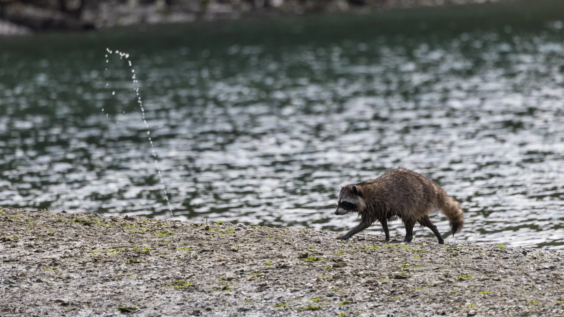  This might be my favorite shot from the weekend. The timing was perfect with the clam shooting water jets out of the sand. They were doing it all morning - it was no wonder the raccoon was hanging out! 