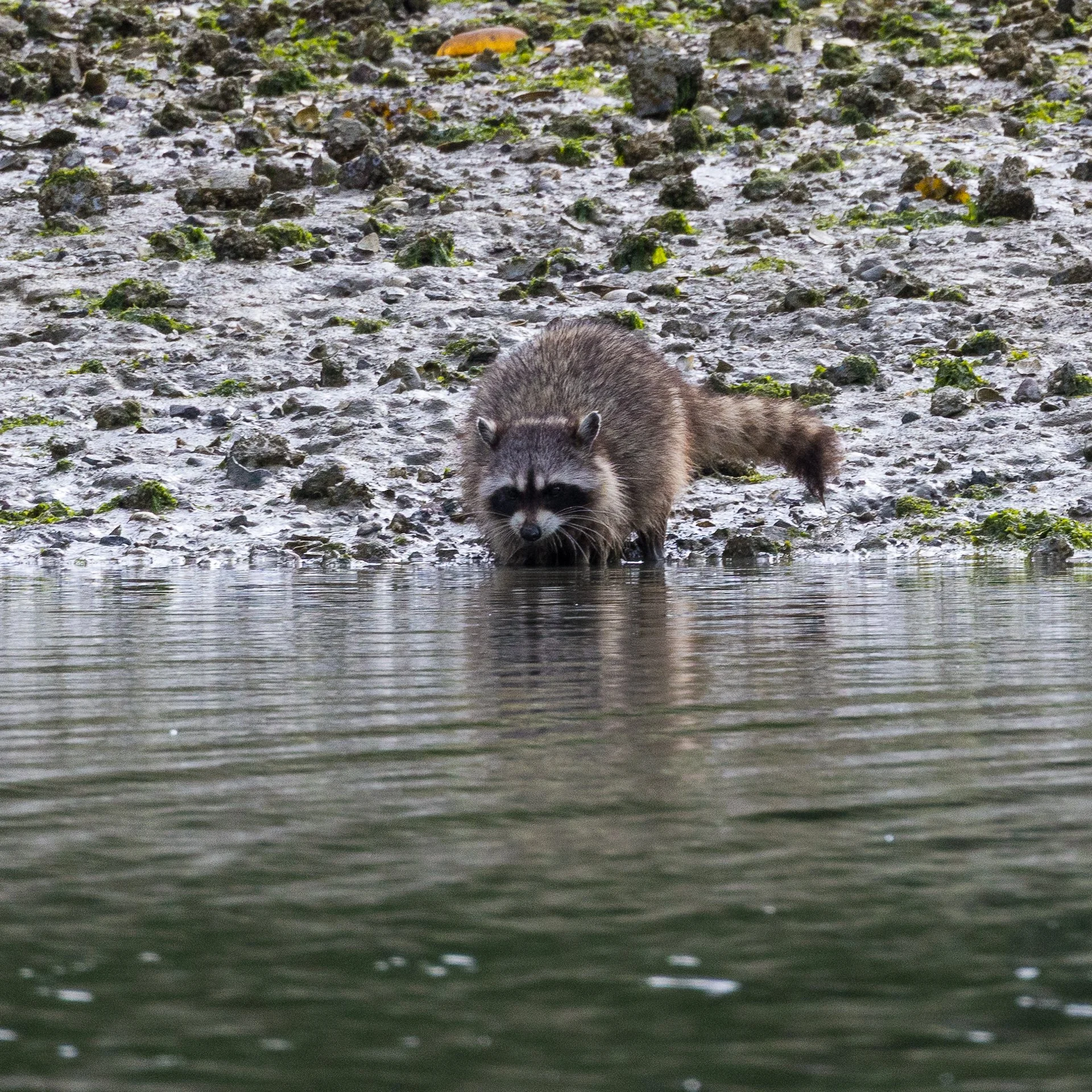  Most people don’t think much of raccoons, but it’s nice when you see one in its proper environment - not in your trash can. 