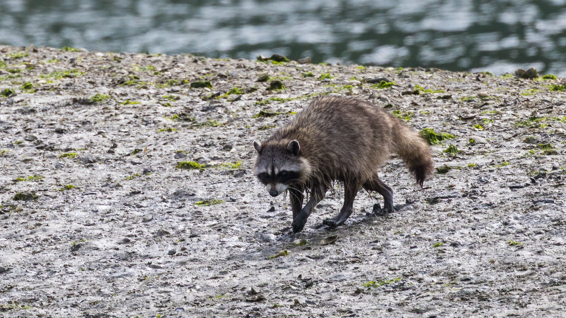  I saw him twice over the course of the morning, so I imagine this was one of his usual haunts. 