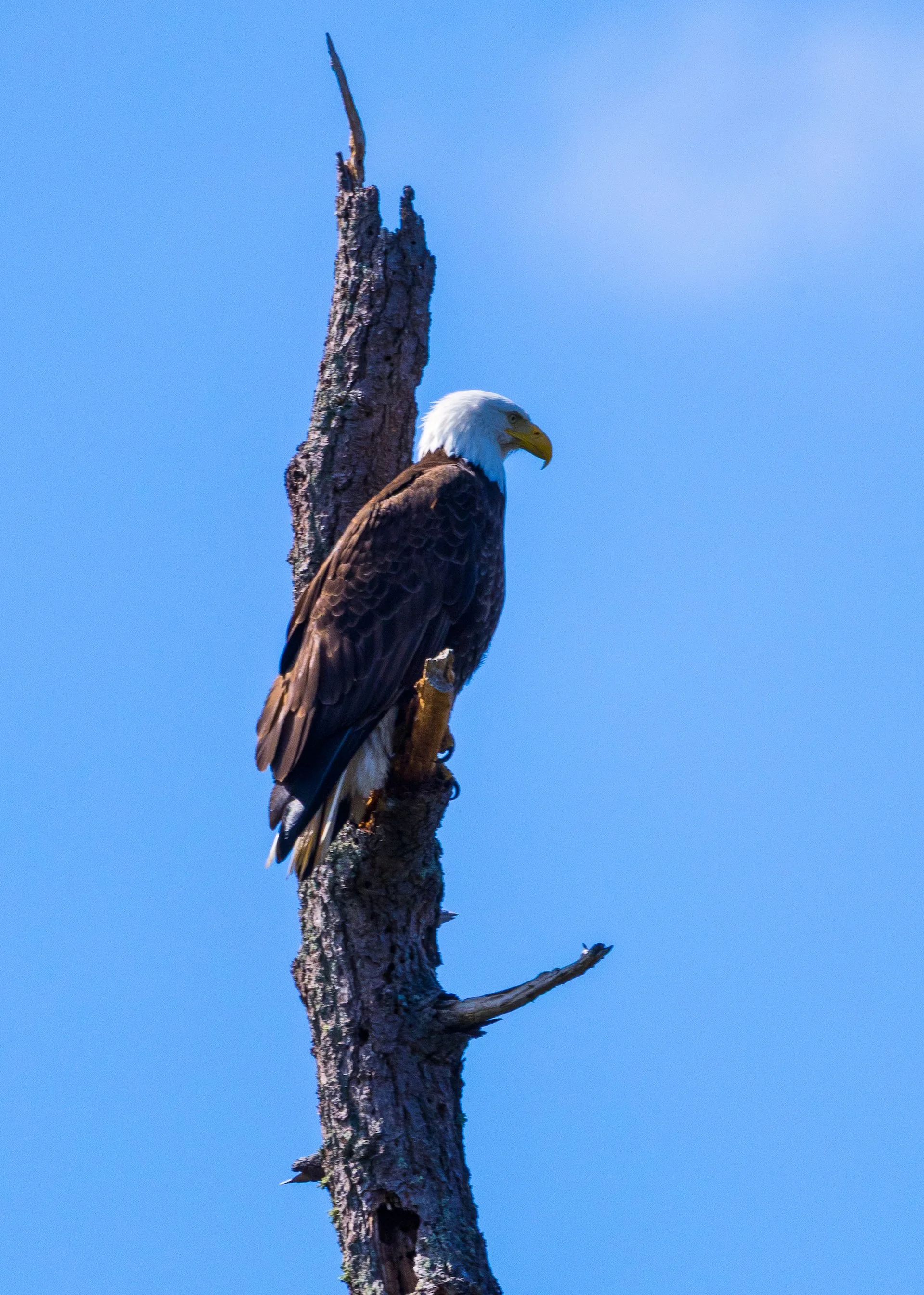  One of the eagles sitting up checking out the view as we motored by. It’s really hard to take photos on a moving boat! 