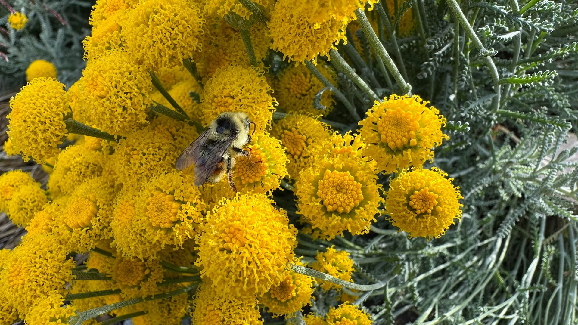  Bees in the flowers. 