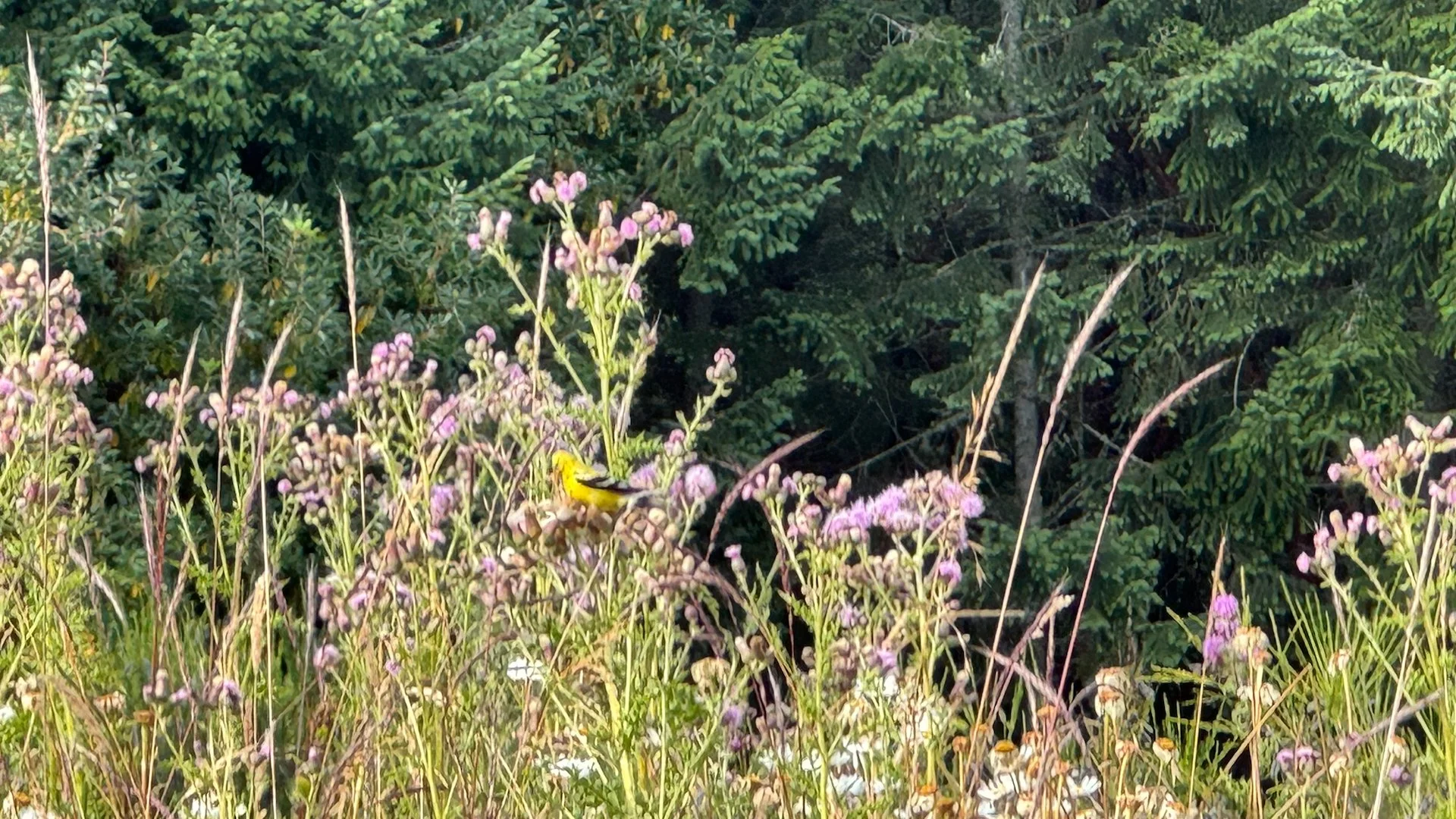  Goldfinches in the thistles.  