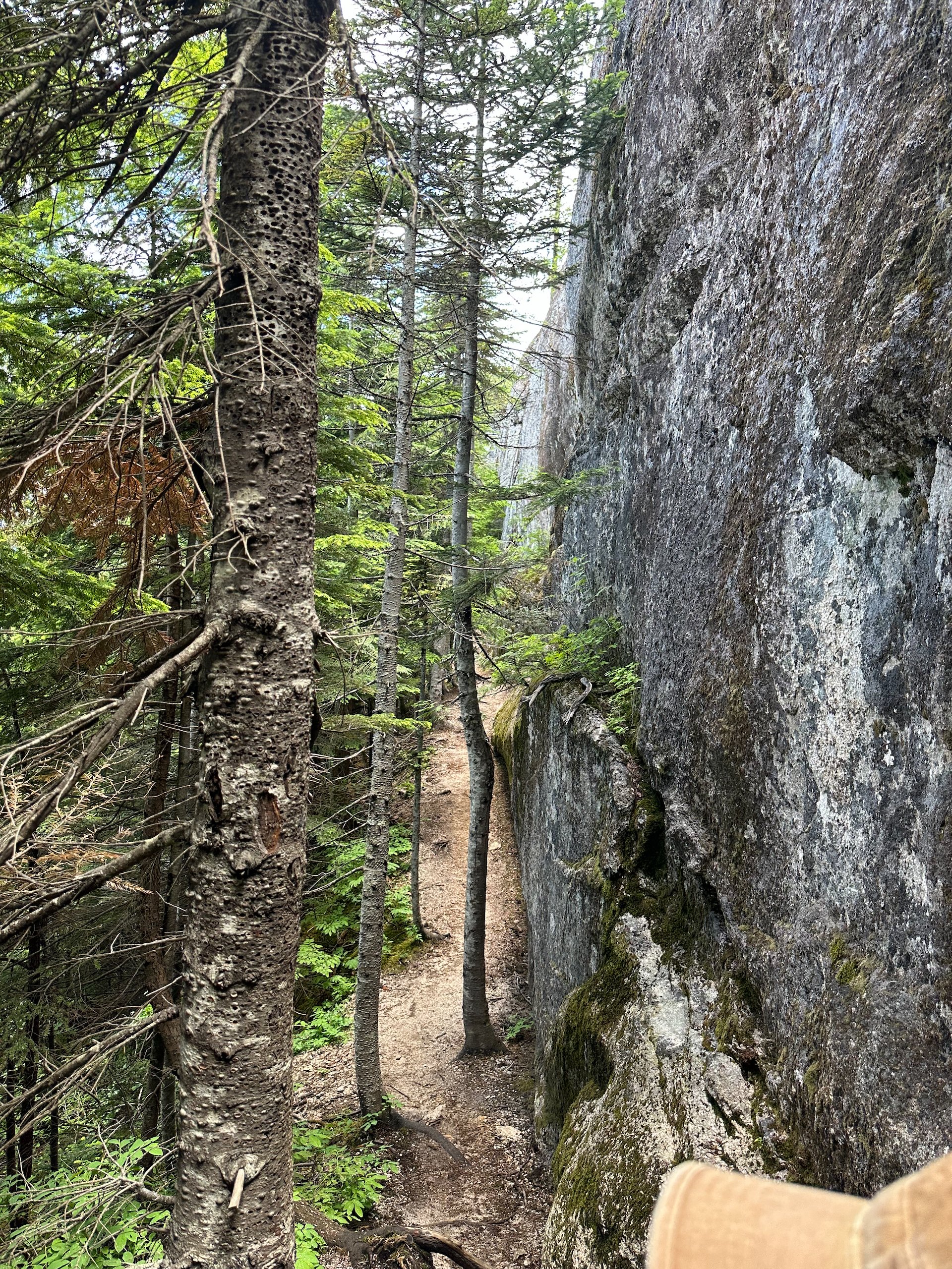  This area is full of huge stretches of massive granite outcroppings - the nearby Chief being the most famous, but you can see how we are working along the edge of another such outcrop as the trail initially climbs. 