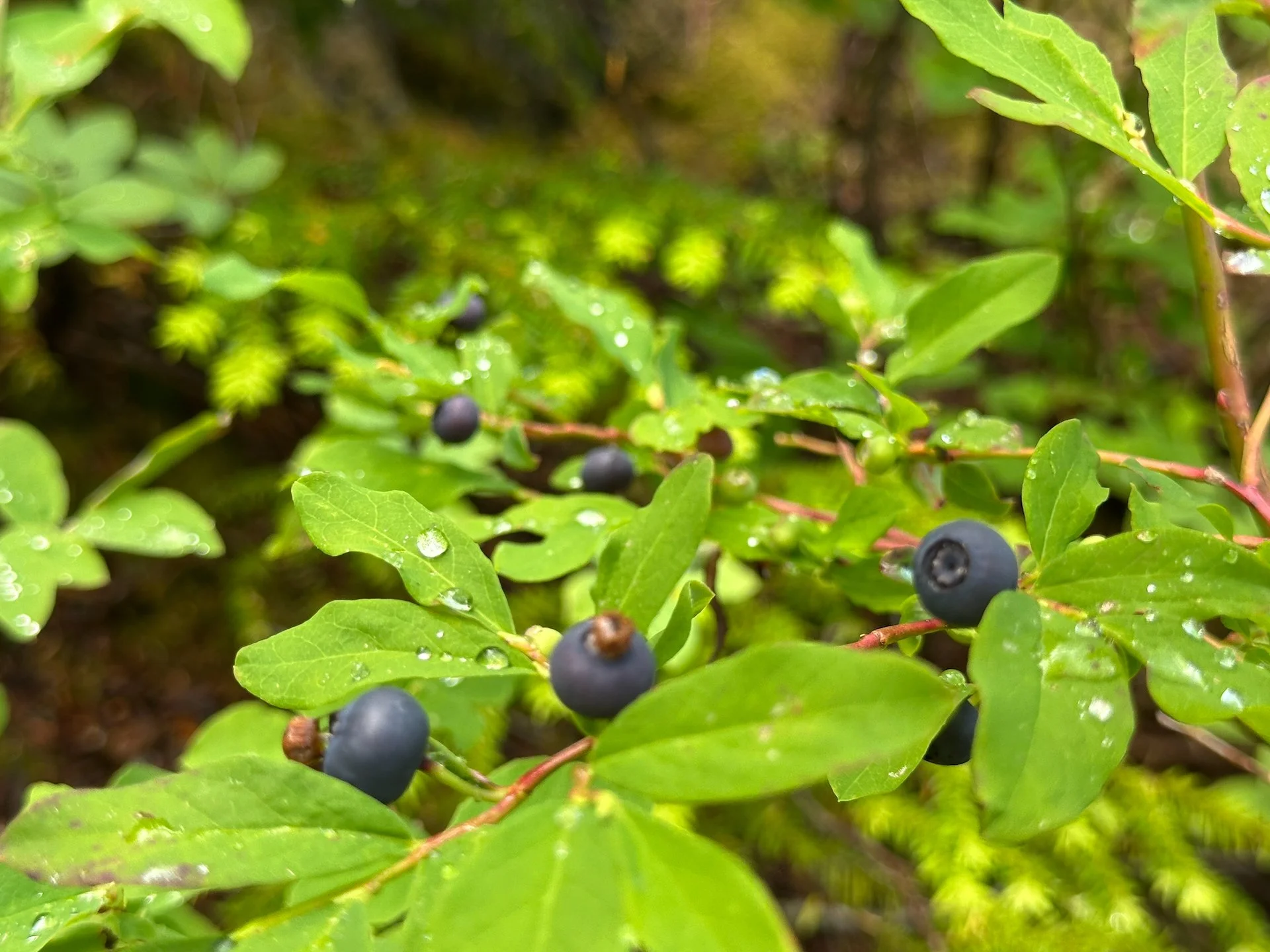  There were a ton of mountain blueberries along this stretch of the trail.  