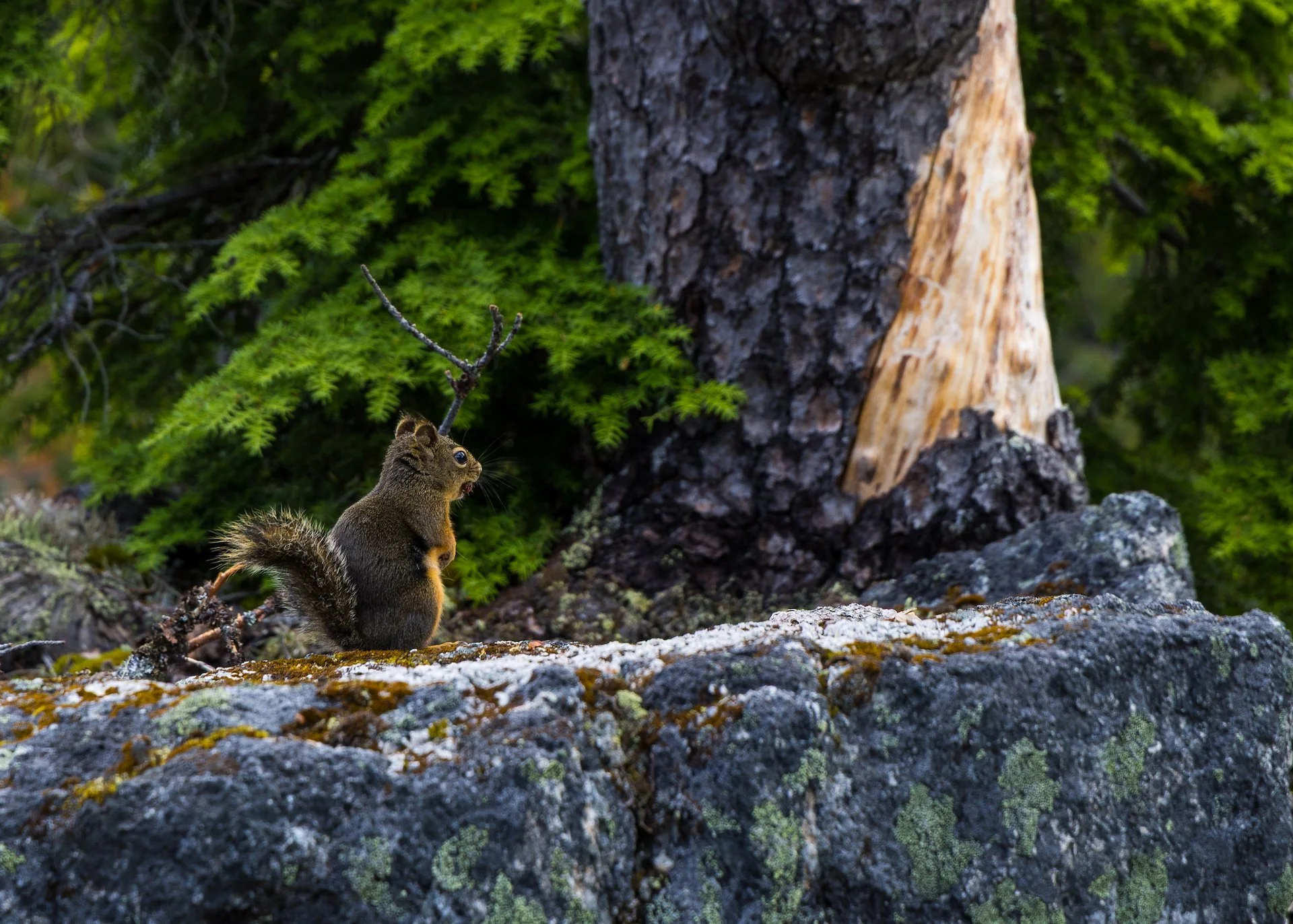  Sadly, the only wildlife we saw all day.  