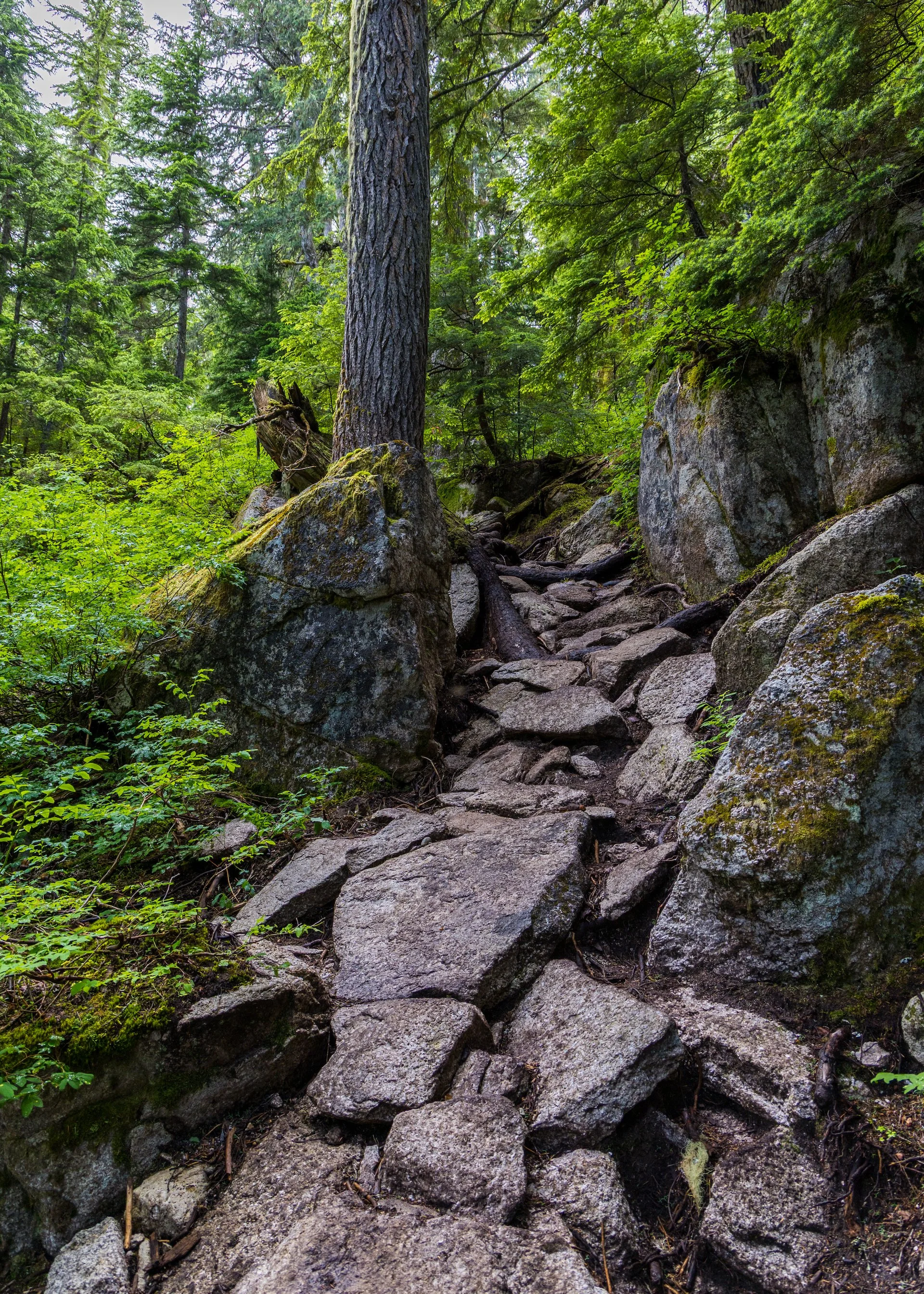  This was a pretty good idea of what the trail was like. Not many flat stretches, mostly up and down.  