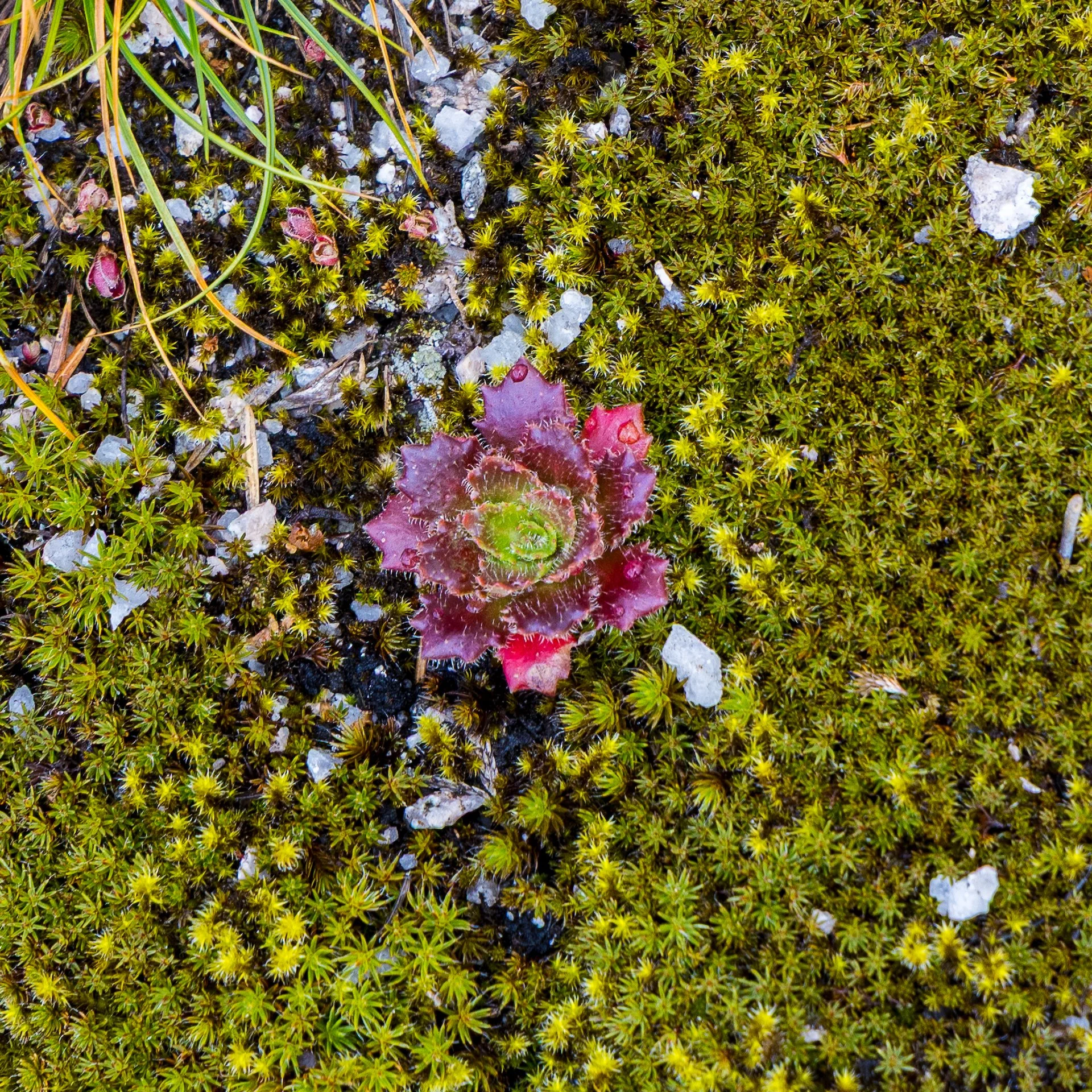  There were succulents growing on the rock face. 