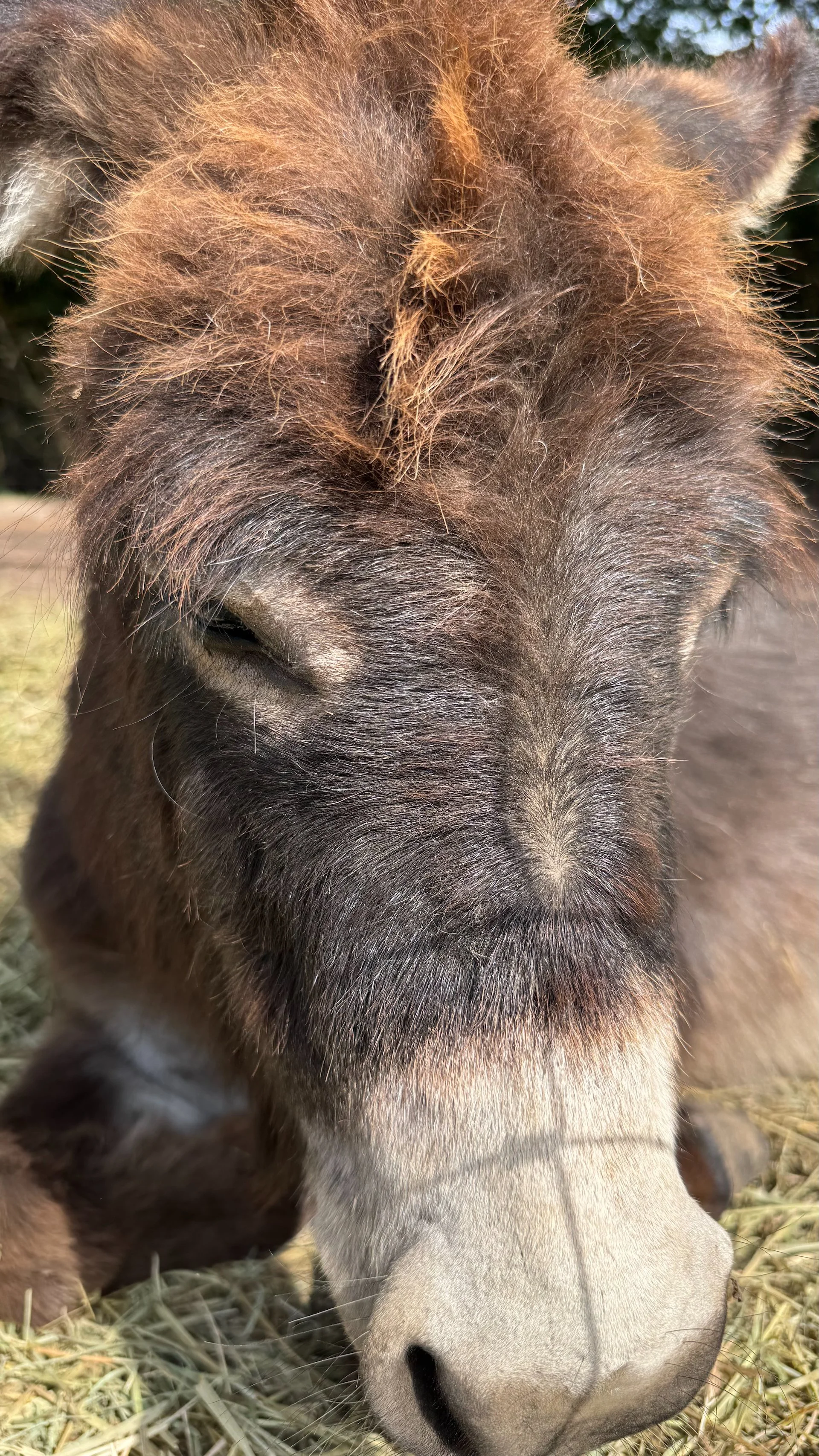 One of the miniature donkeys! 