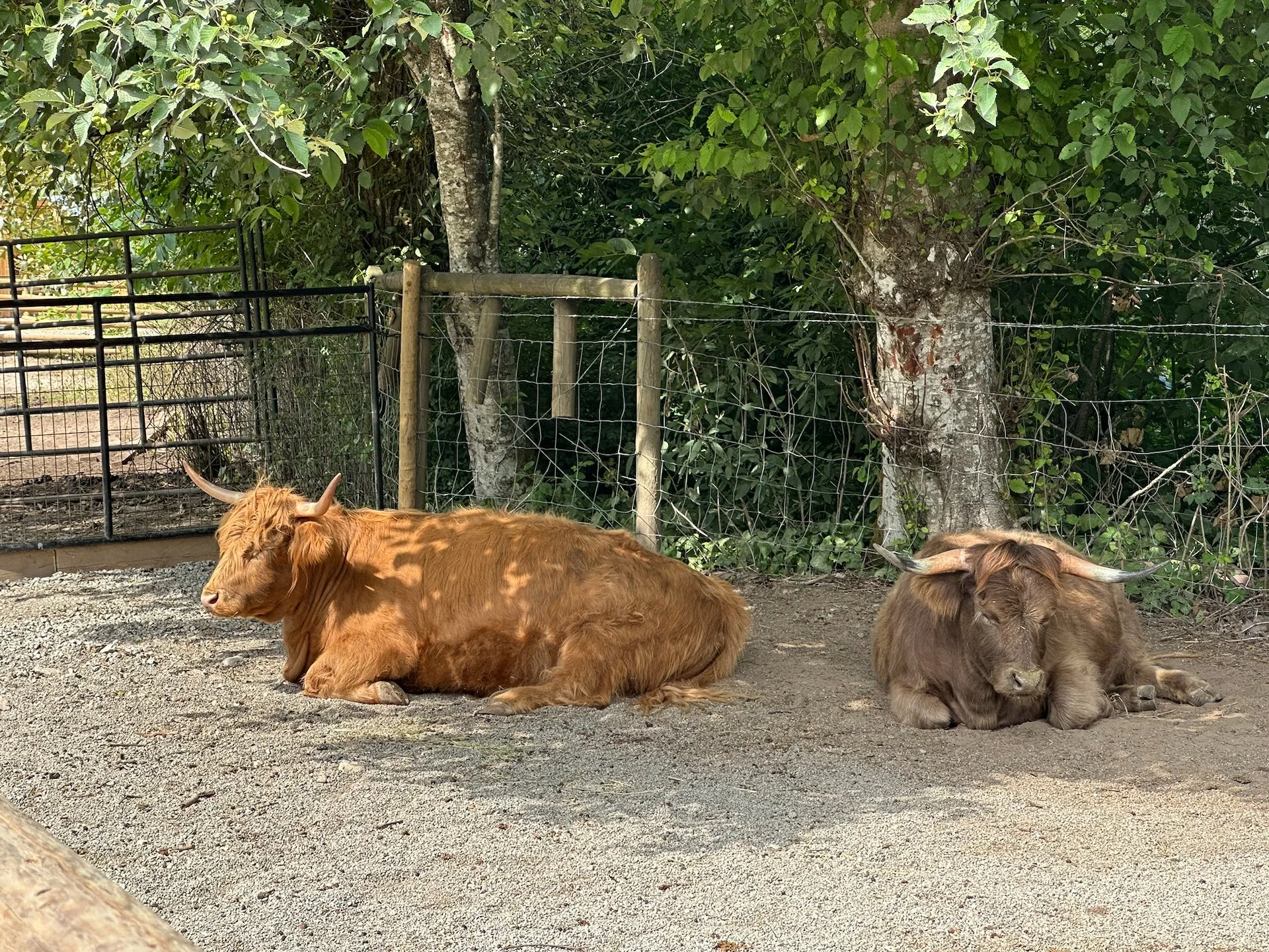  And some of their highland cows. Justine was quite excited about these guys. 