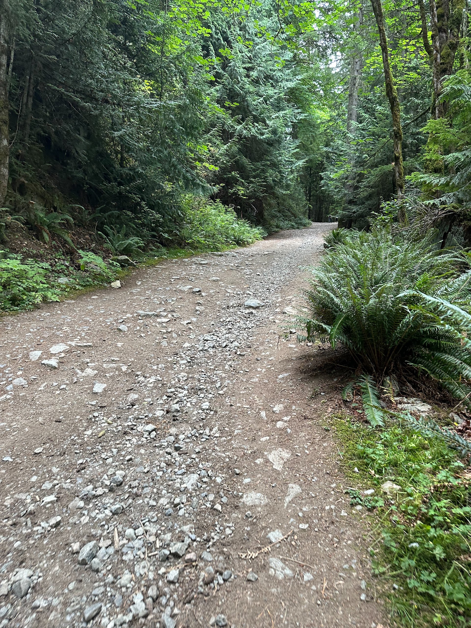  This was pretty typical of the start of the trail - an old logging road taking you straight up. 