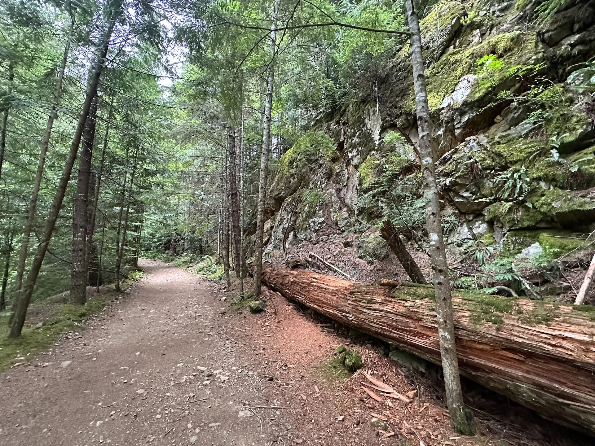  Once at the top, it was a nice, wide soft trail that meandered along.  