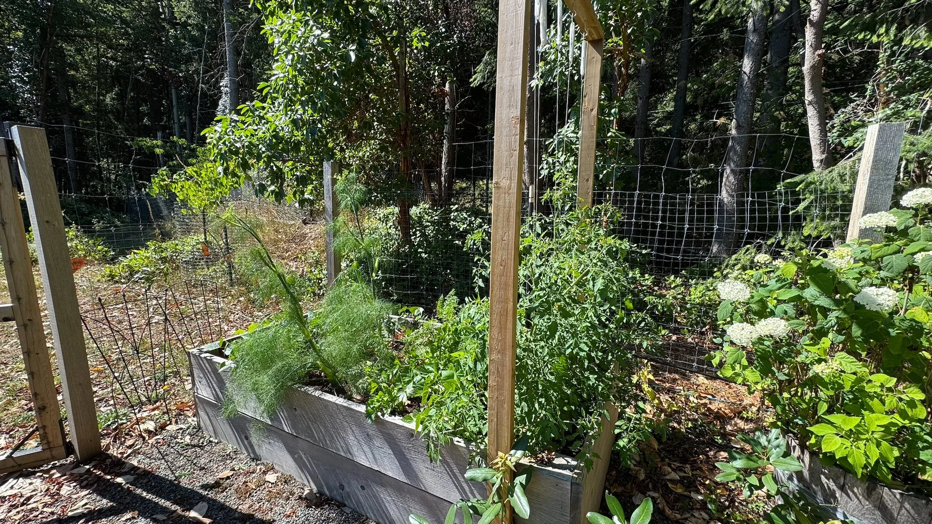 The garden is getting better, but so many of my plants just bolted and went to see. Like my fennel - it’s like 4’ tall and never formed proper bulbs 