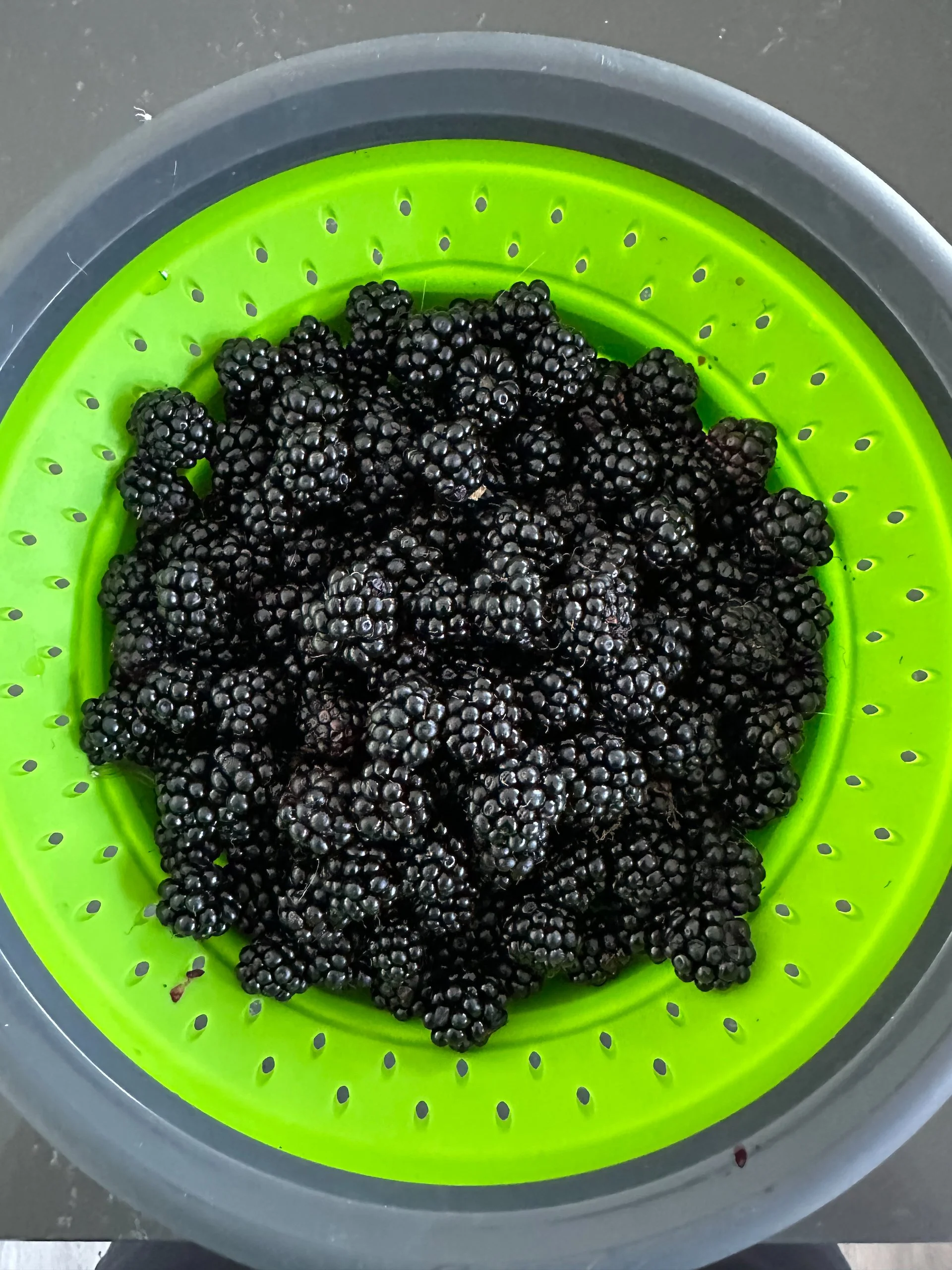  The blackberries were awesome. We froze quite a few this year. 