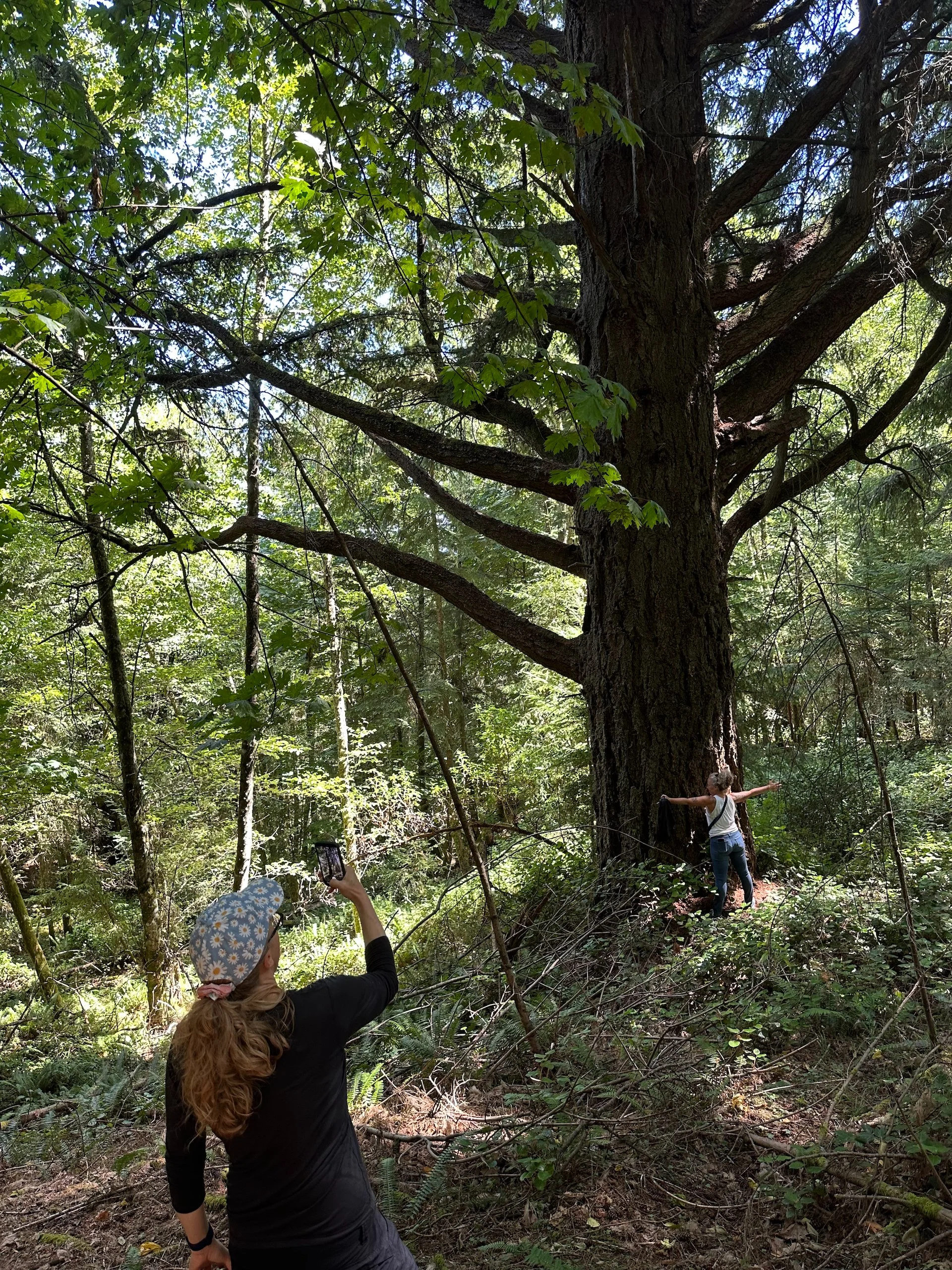  We found the big tree! 