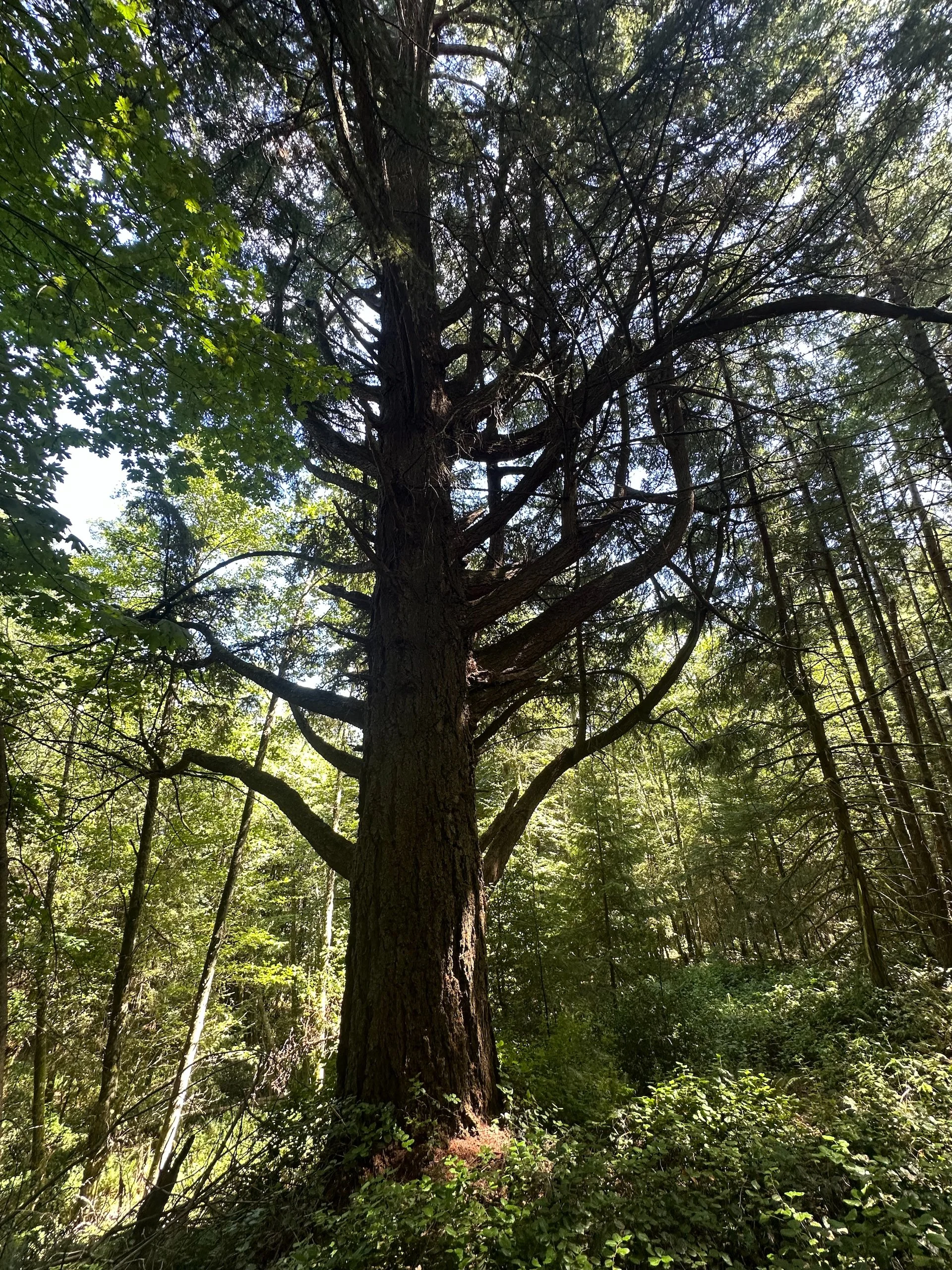  It’s an absolutely massive Douglas Fir that survived all the harvesting on the island while owned by Macblo.  