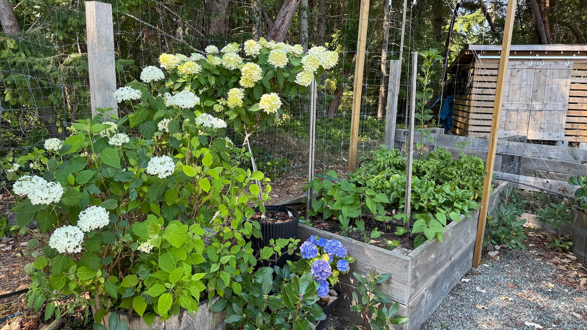  The hydrangeas bounced back well, after the lack of water at the beginning of the season. 