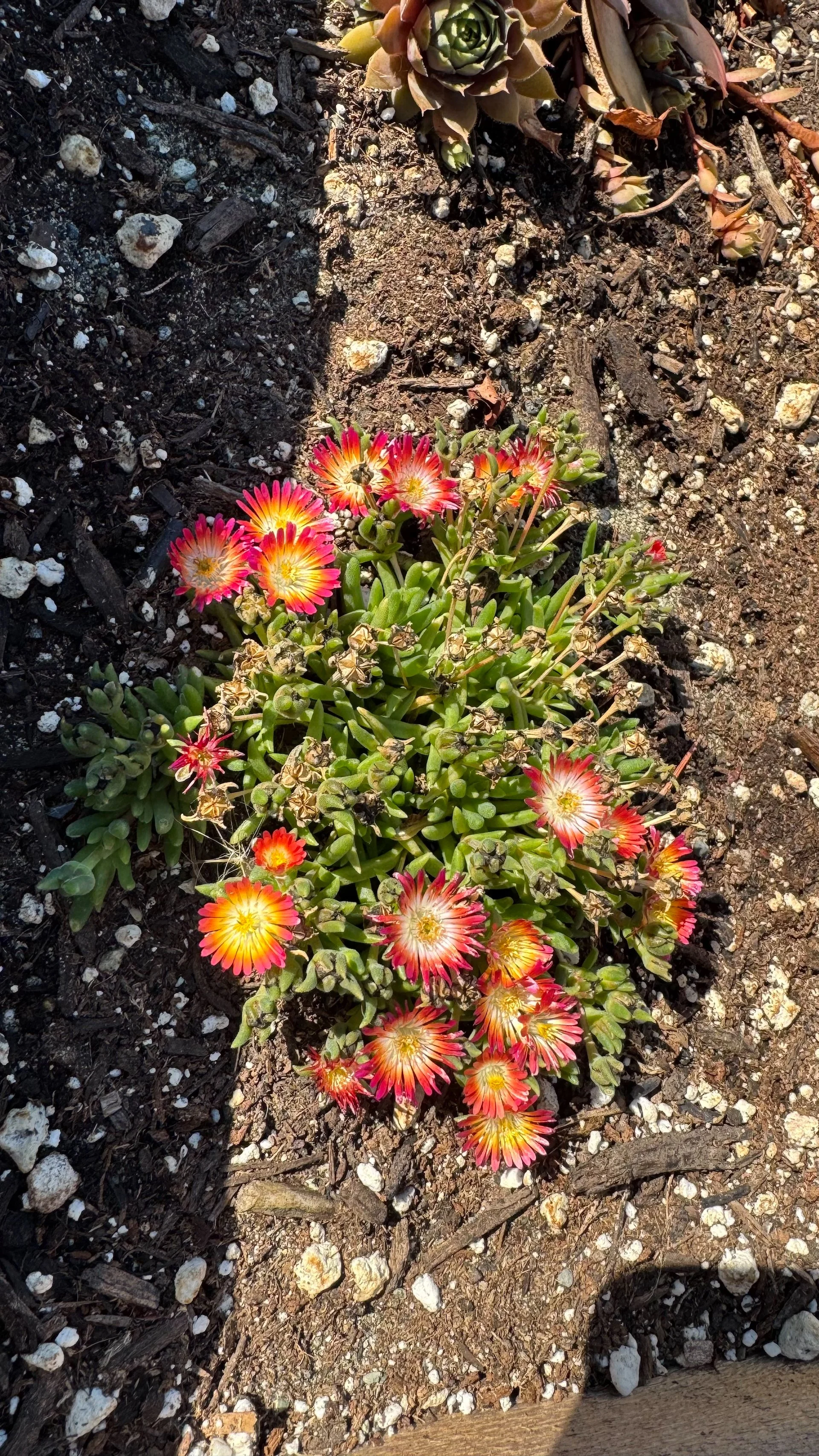  The succulents we planted in the box on the deck are doing well. 