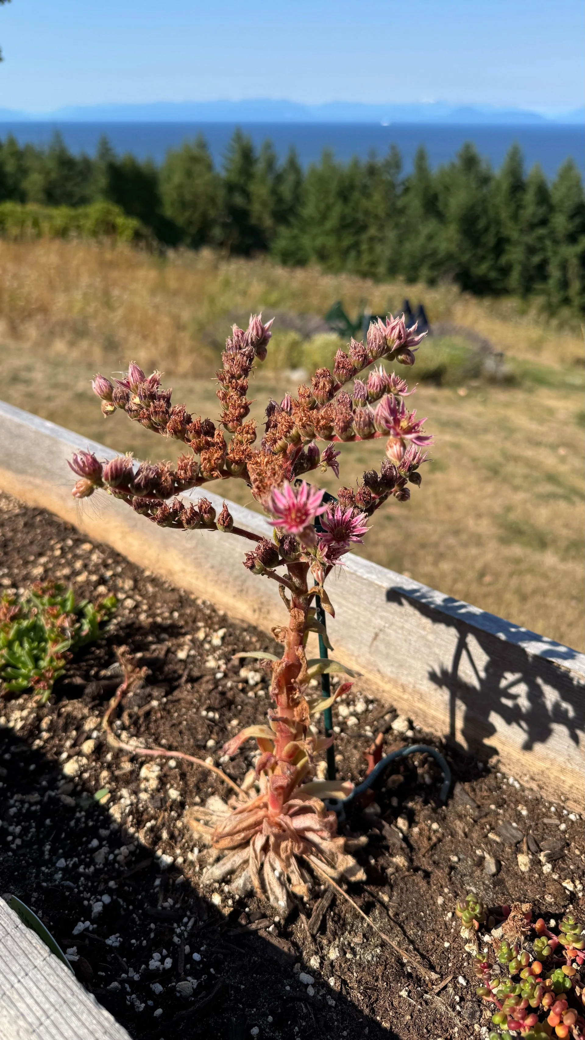  Justine got some interesting varieties that are looking good.  