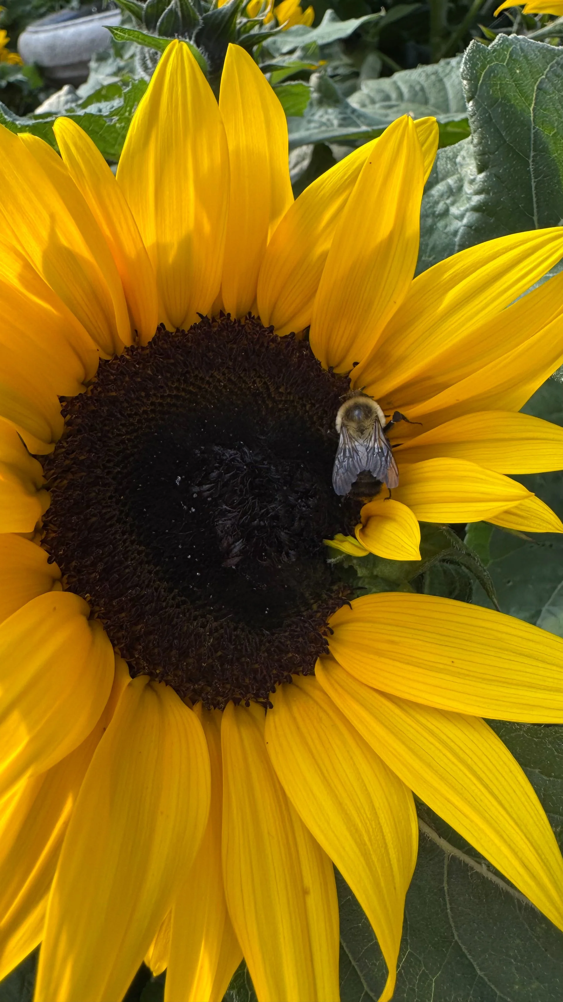  Justine took this photo, I think while we were at Barnside. Love the bee… 