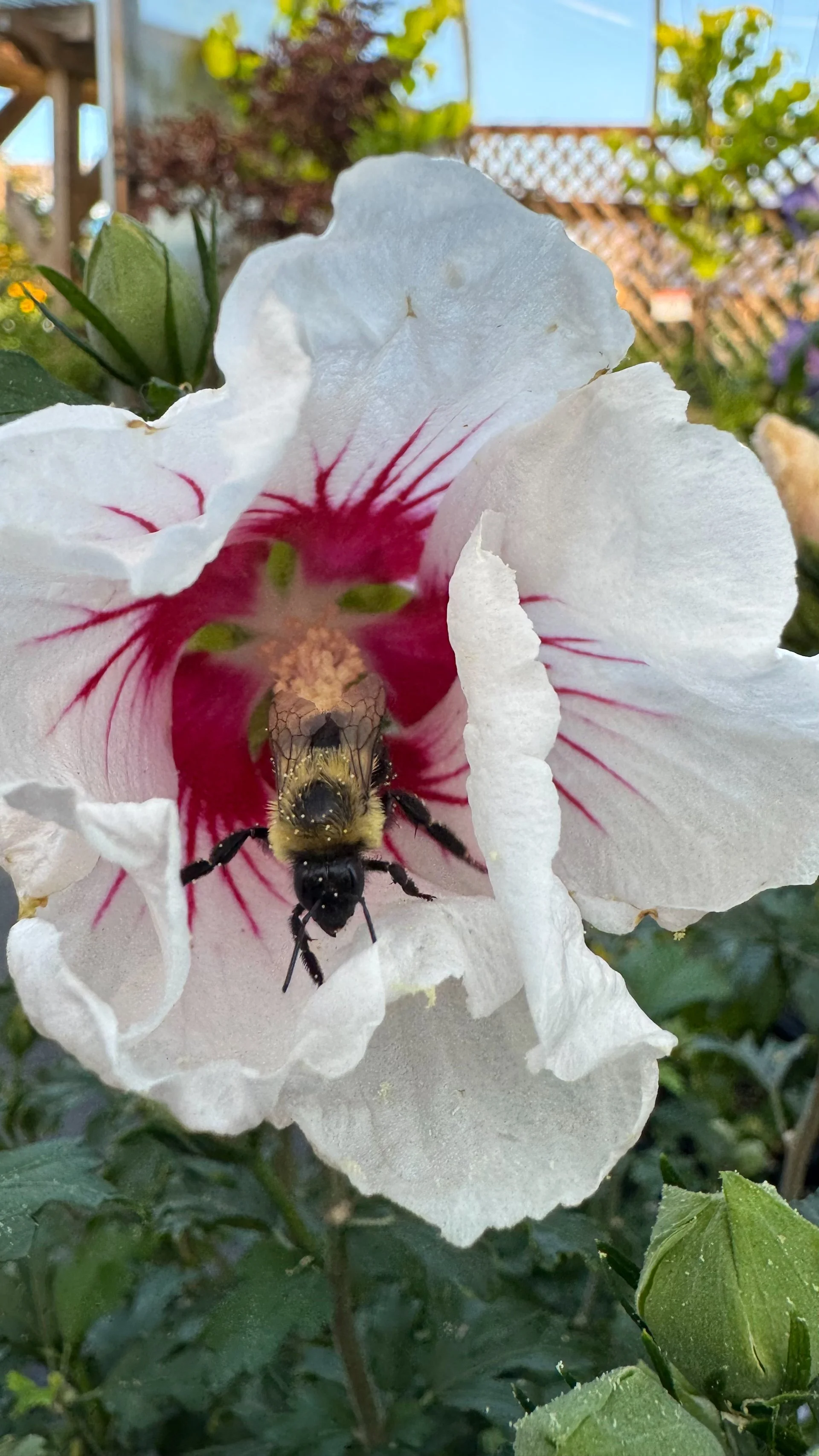  I think thi one is even better, as you can see the grains of pollen all over the bee! 