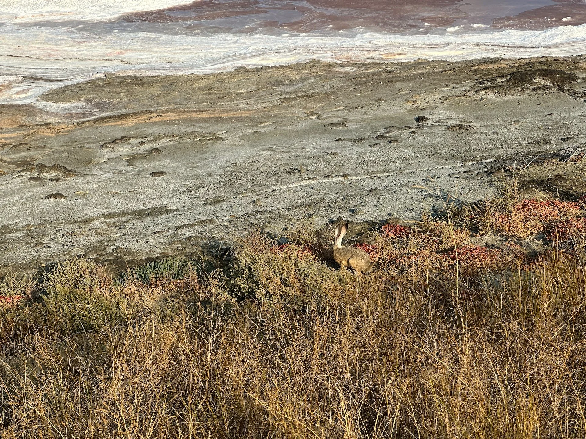  There was even a bit of wildlife - rabbits and hares! 