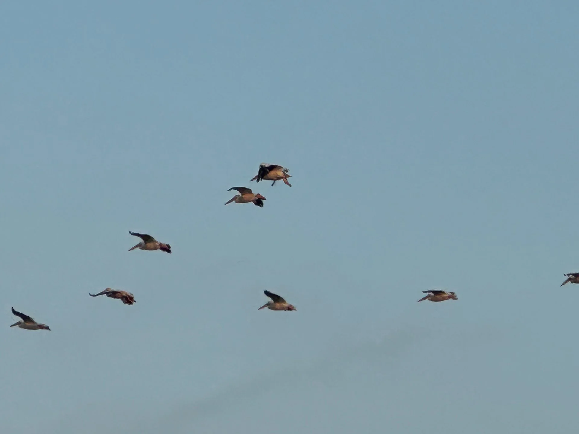  There were big flocks of pelicans that kept flying in.  