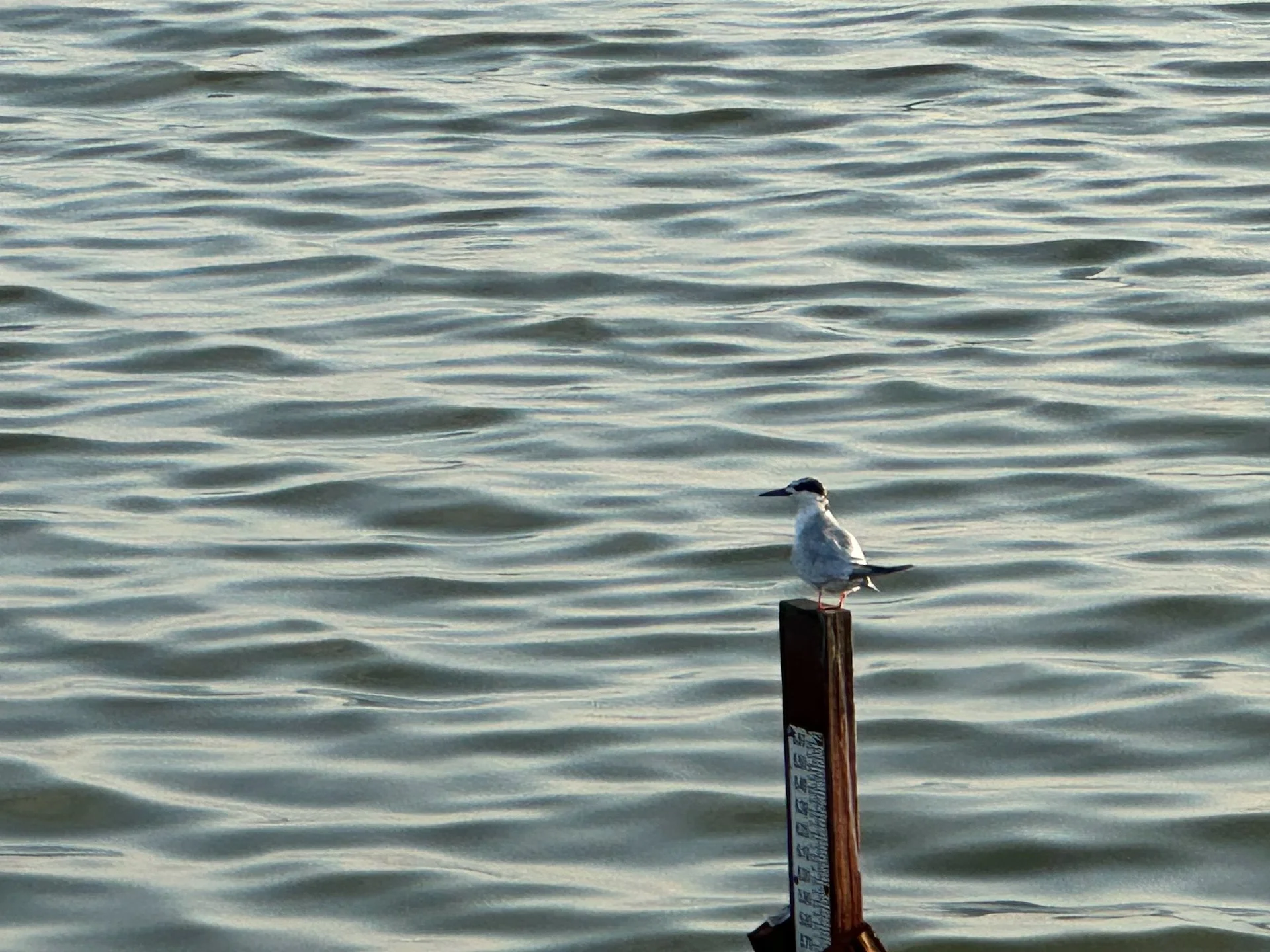  And three different species of terns. Some nice new additions to the life list.  