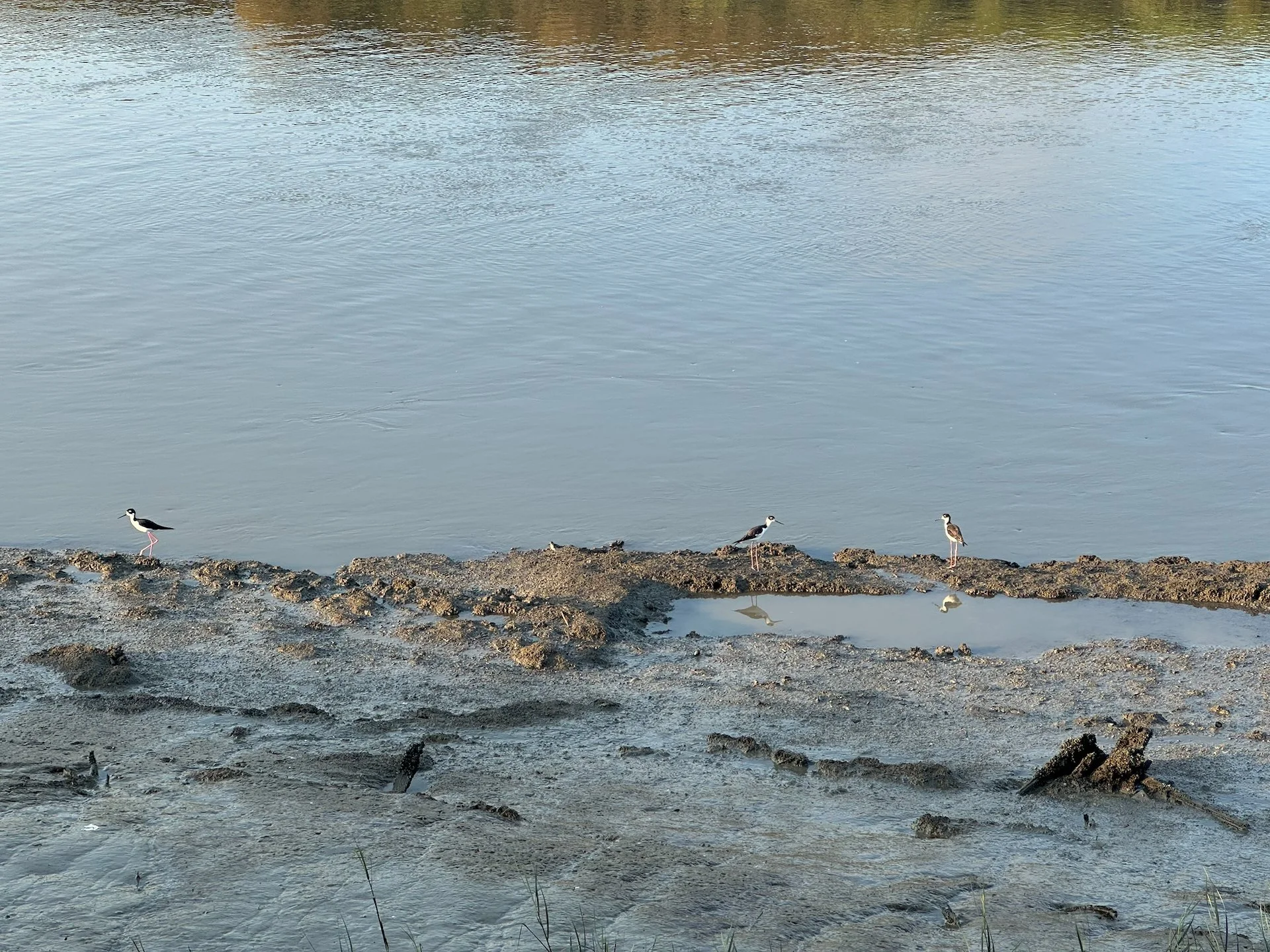  A little flock of stilts. 