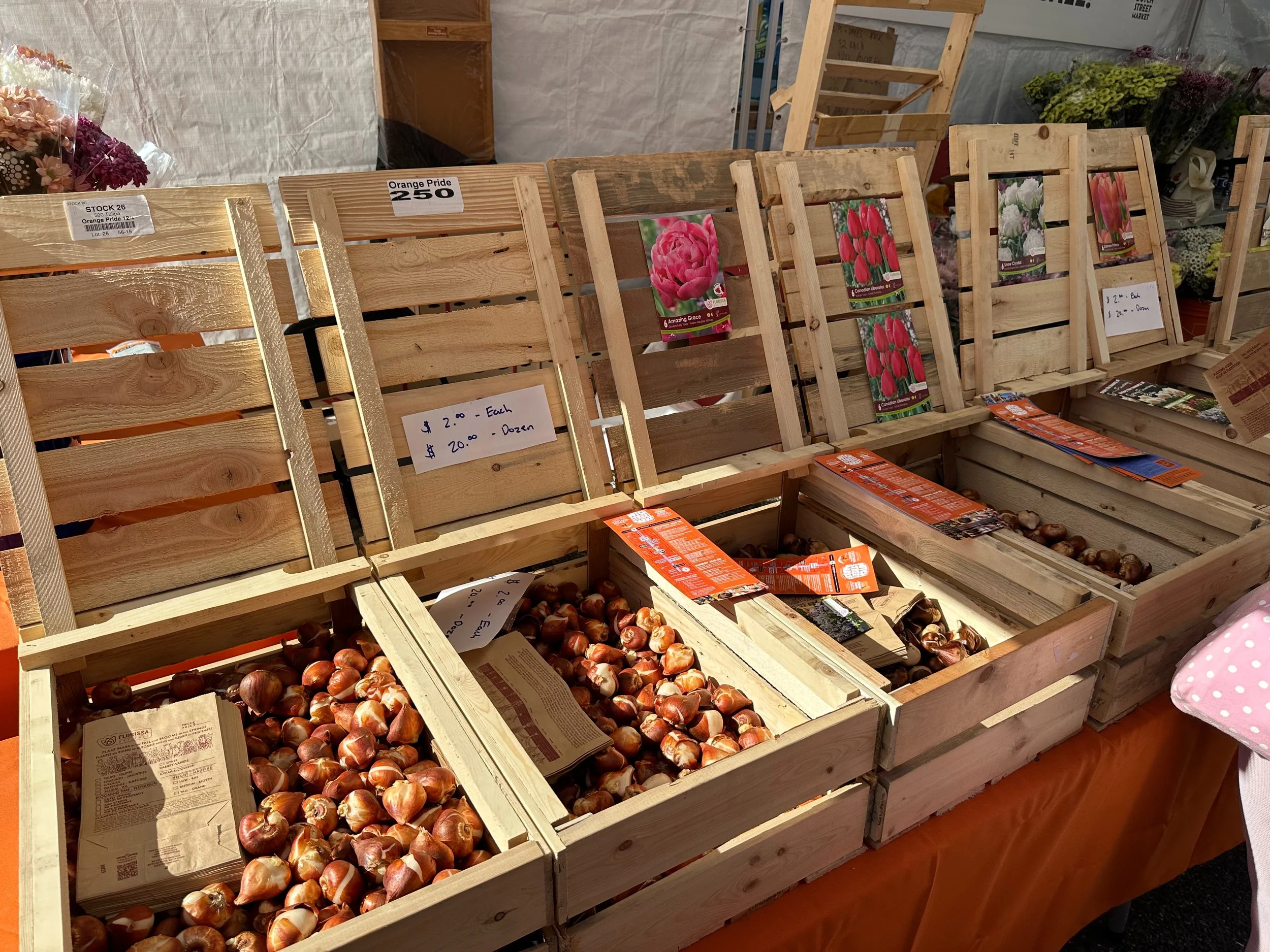  I picked up a bunch of bulbs for the island. 