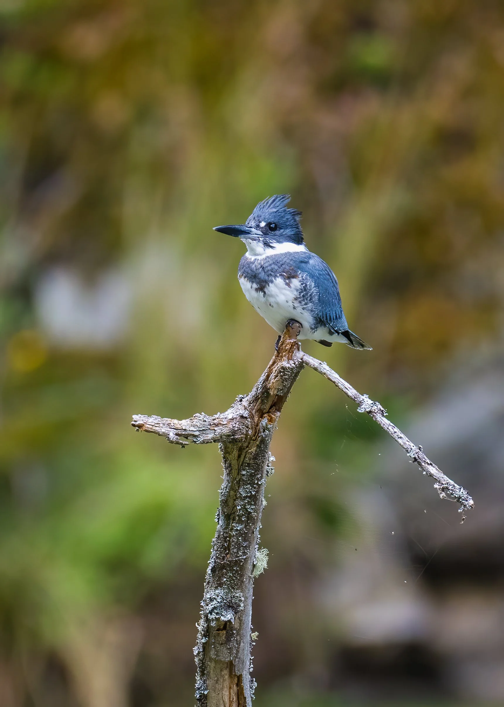  The kingfishers are pretty reliable on the island. This shot turned out pretty well.  