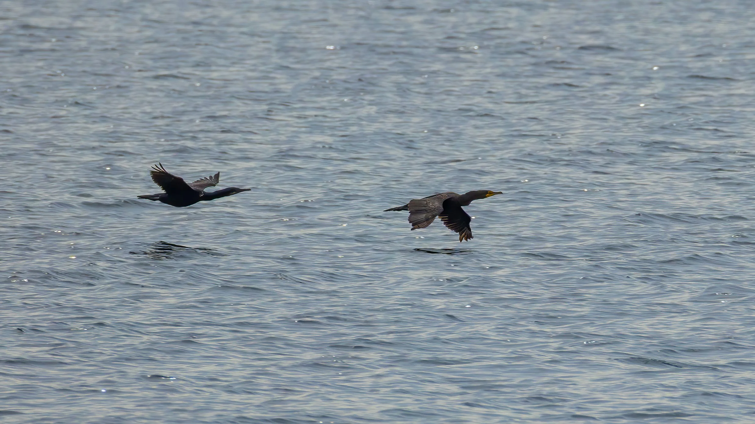  A couple of cormorants.  