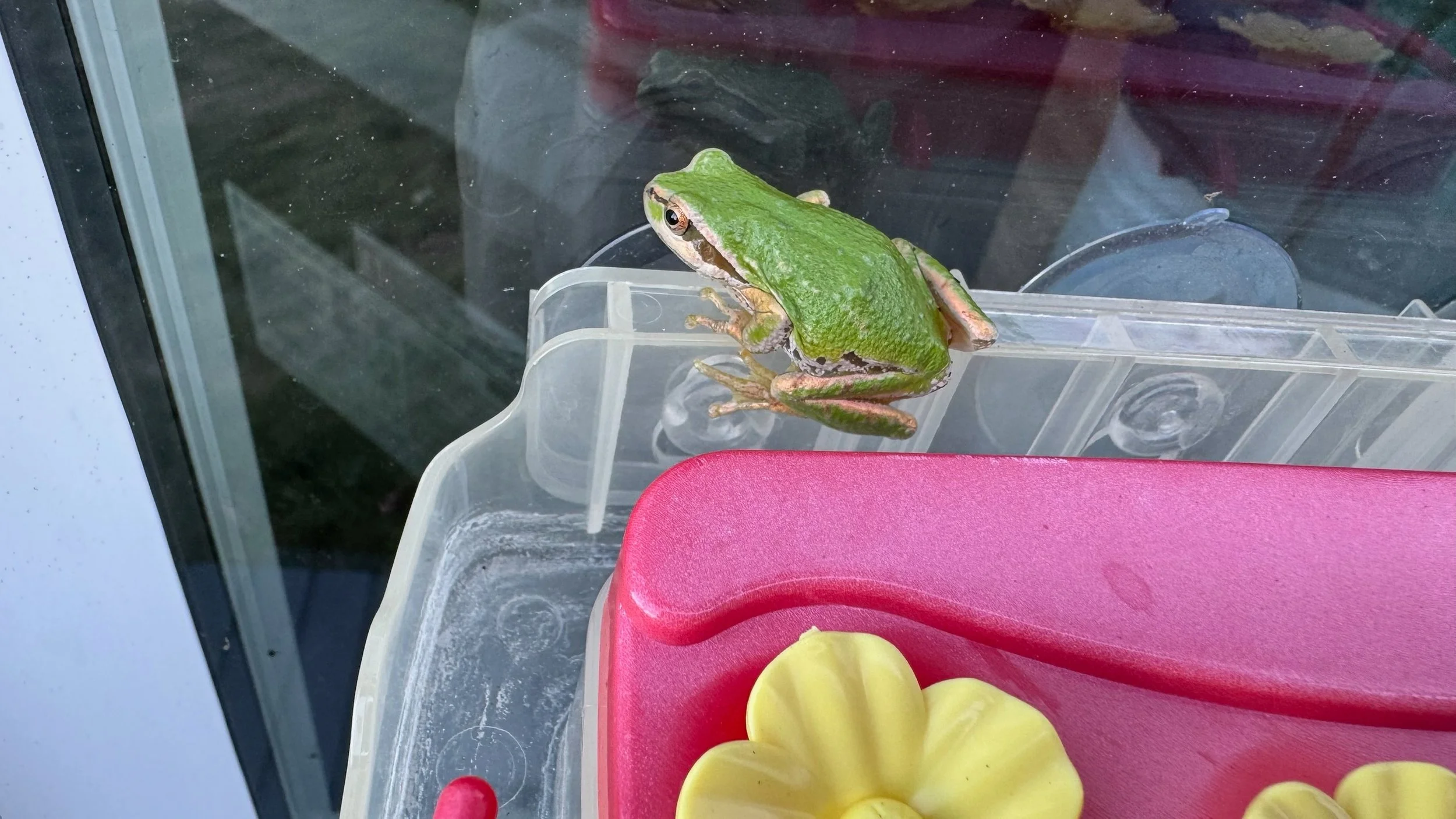  For whatever reason, this year we’ve had lots of tree frogs hanging out around the house.  