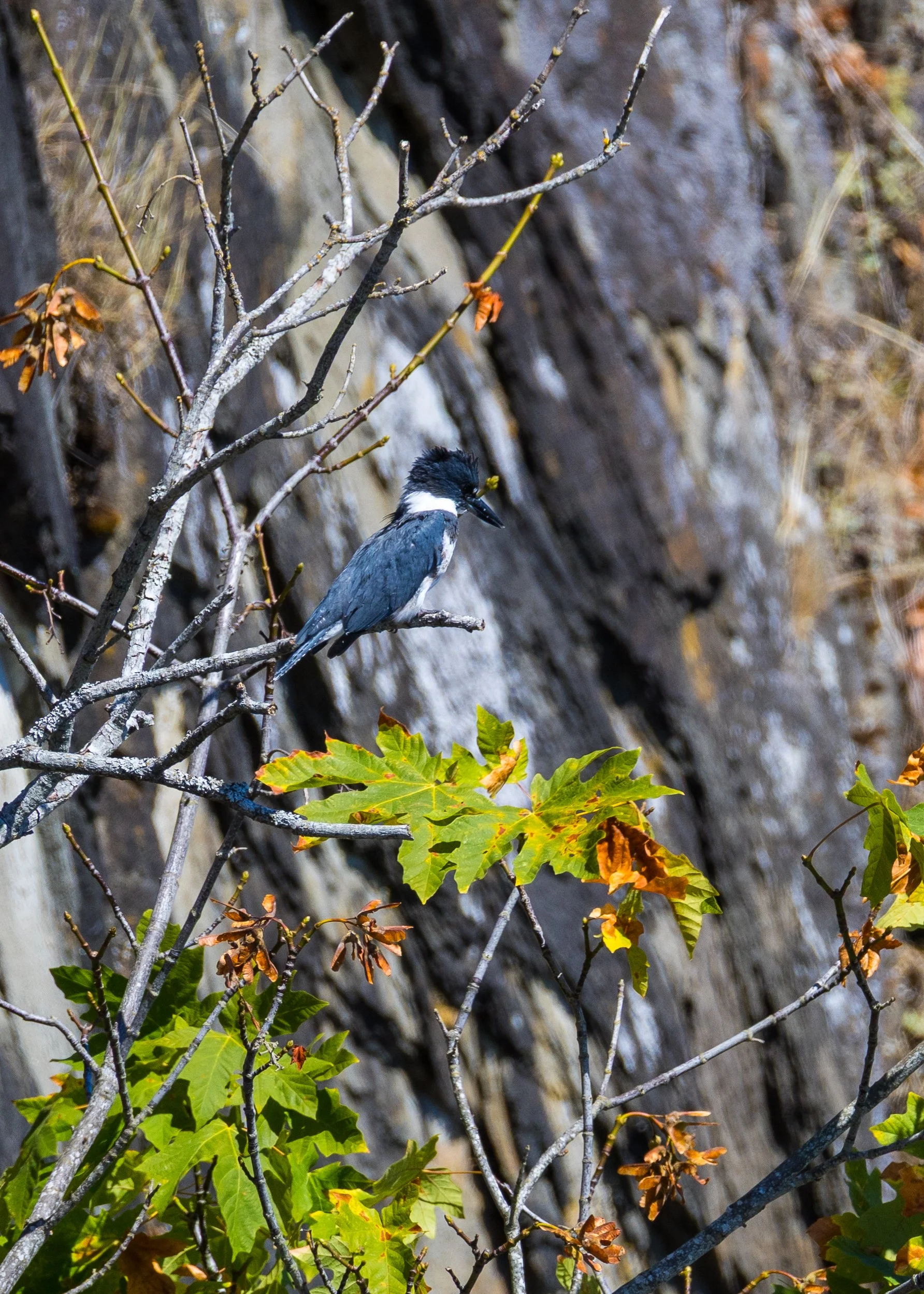  More kingfishers. 