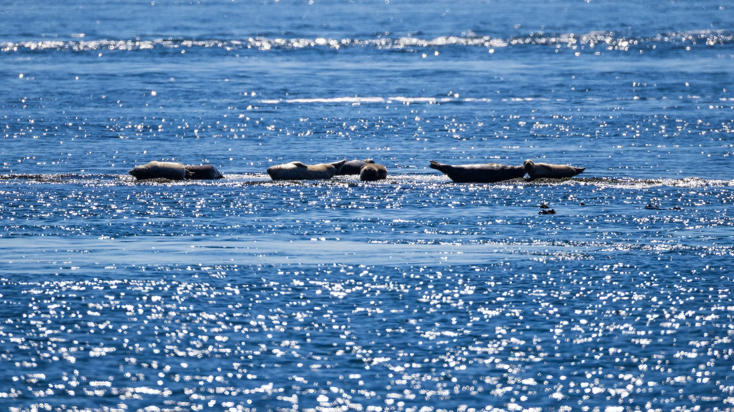  Despite the high tide, there were a group of seals hanging out on the rocks out in the pass. 