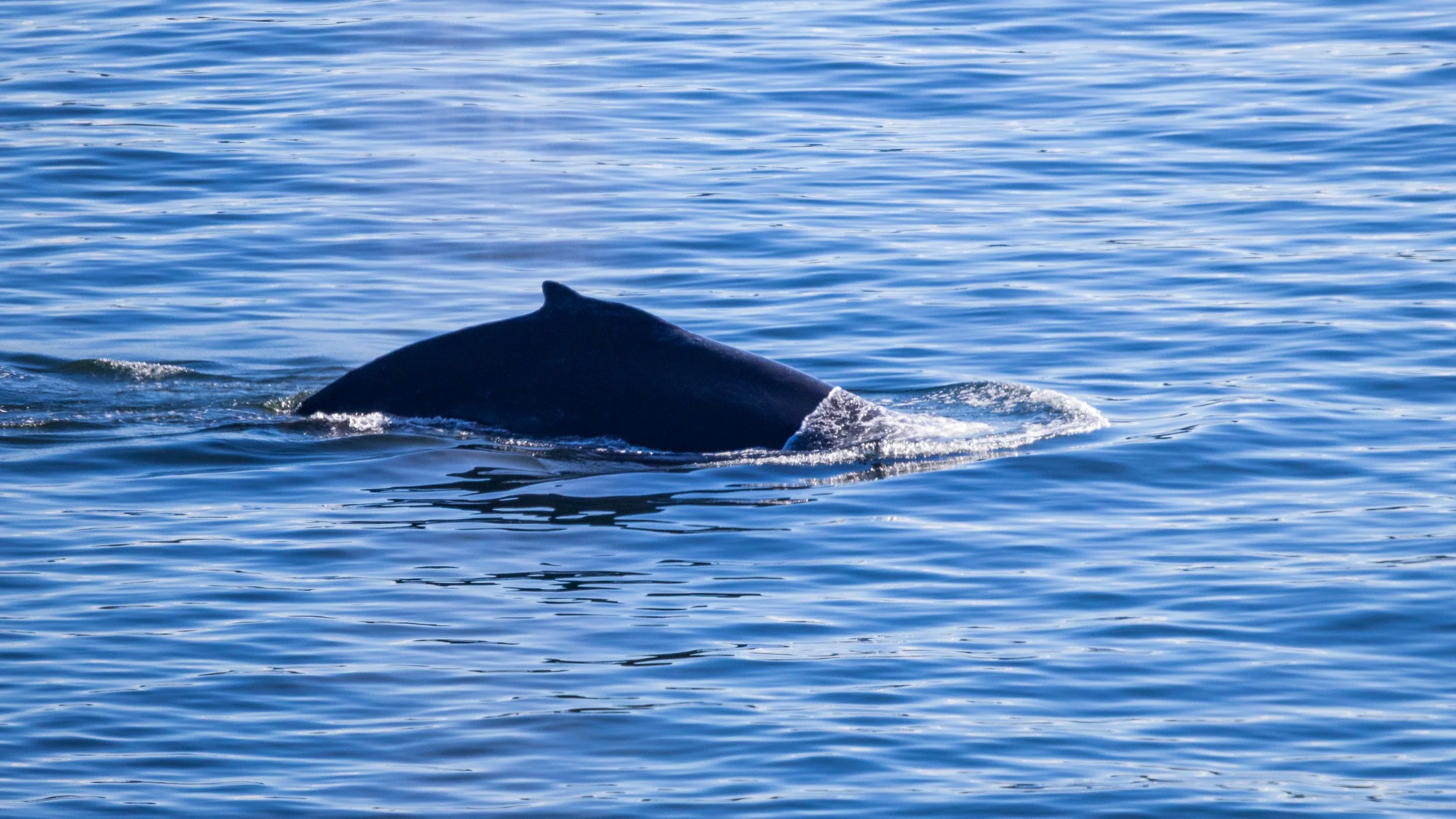  We sat for a while with no success, and then we were surprised by a humpback making an appearance! We were expecting orcas. 