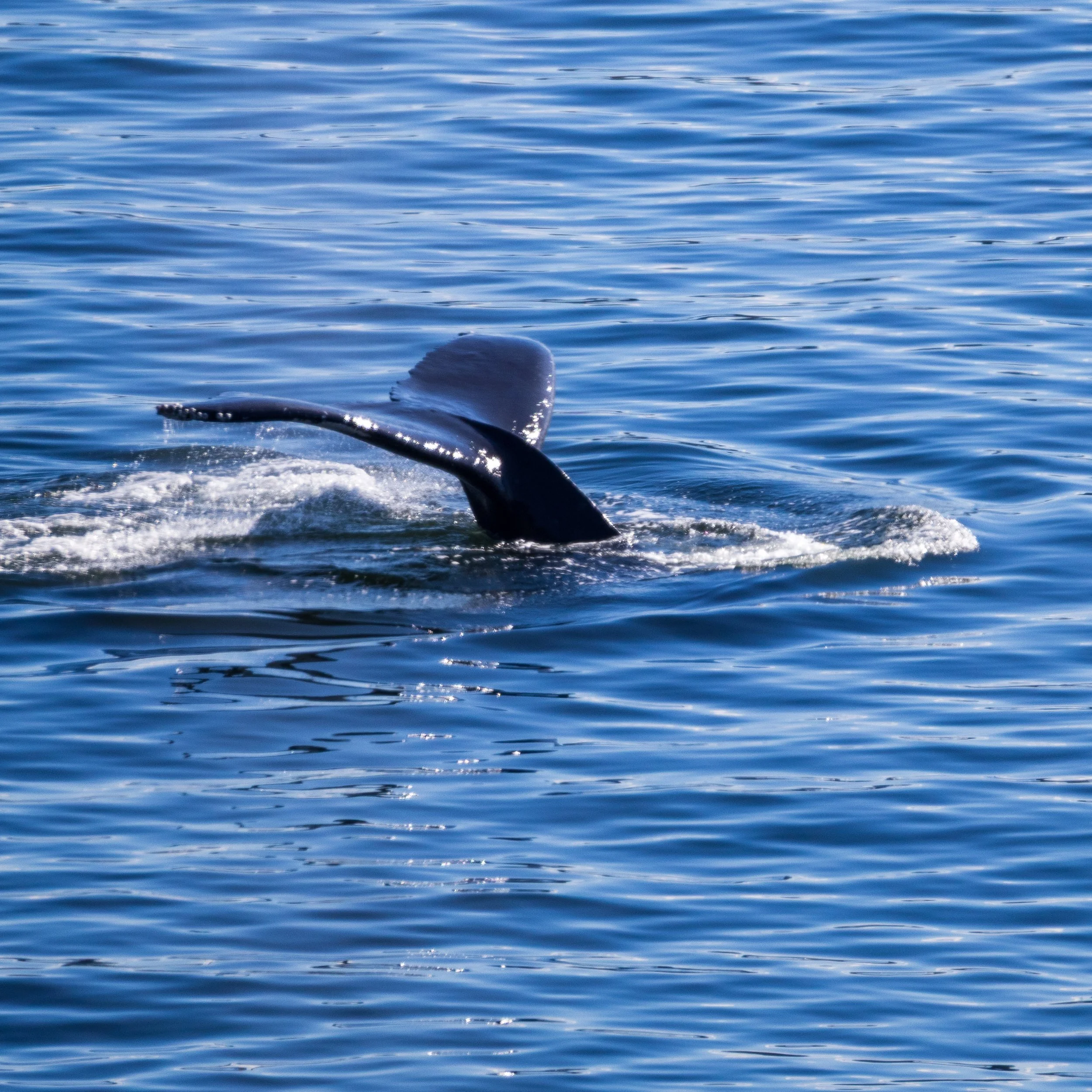 This one was working its way up the channel at a leisurely pace, which gave us 3 or 4 chances to see it before it moved out of sight.  